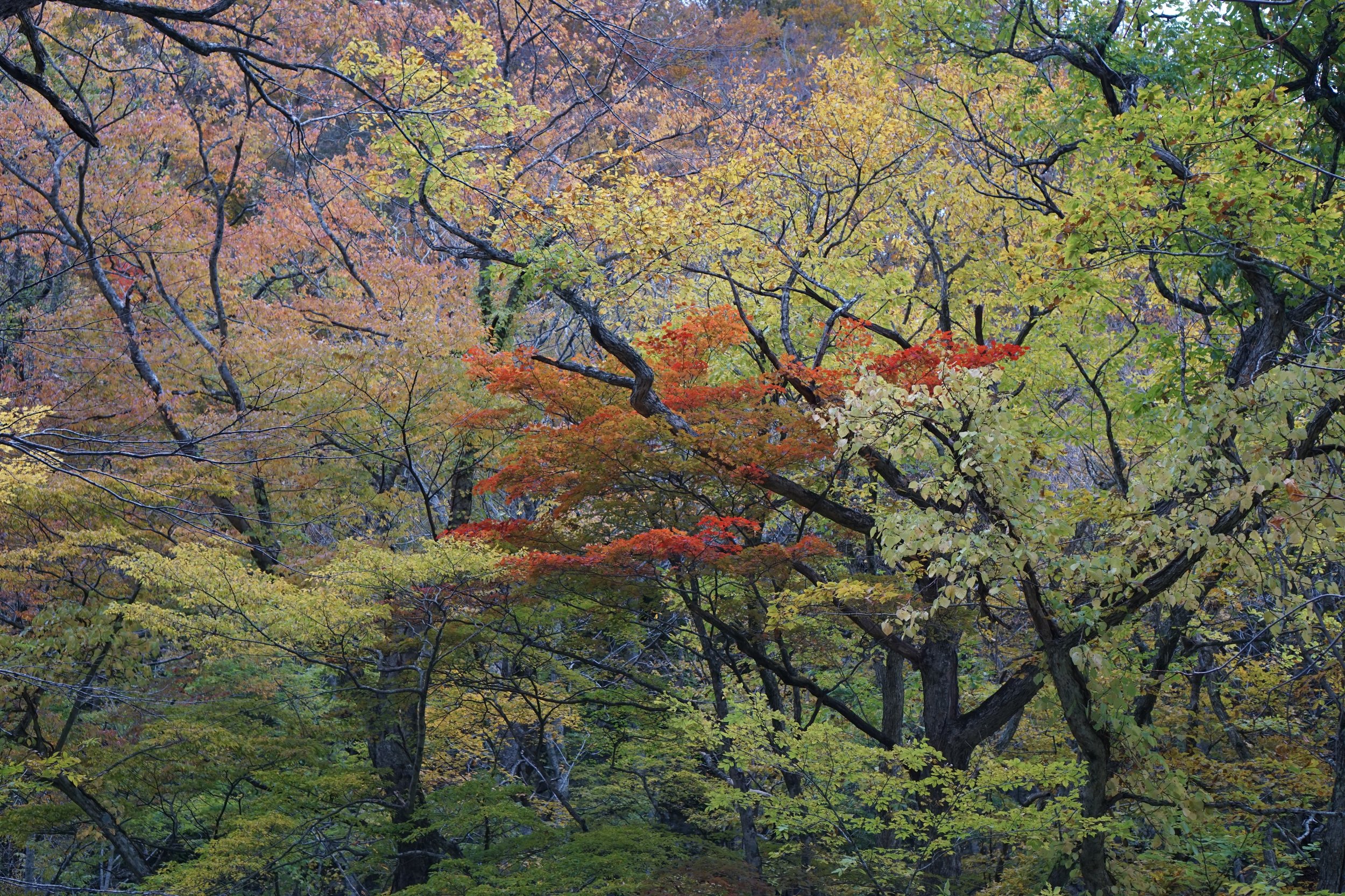 Along the Oirase stream