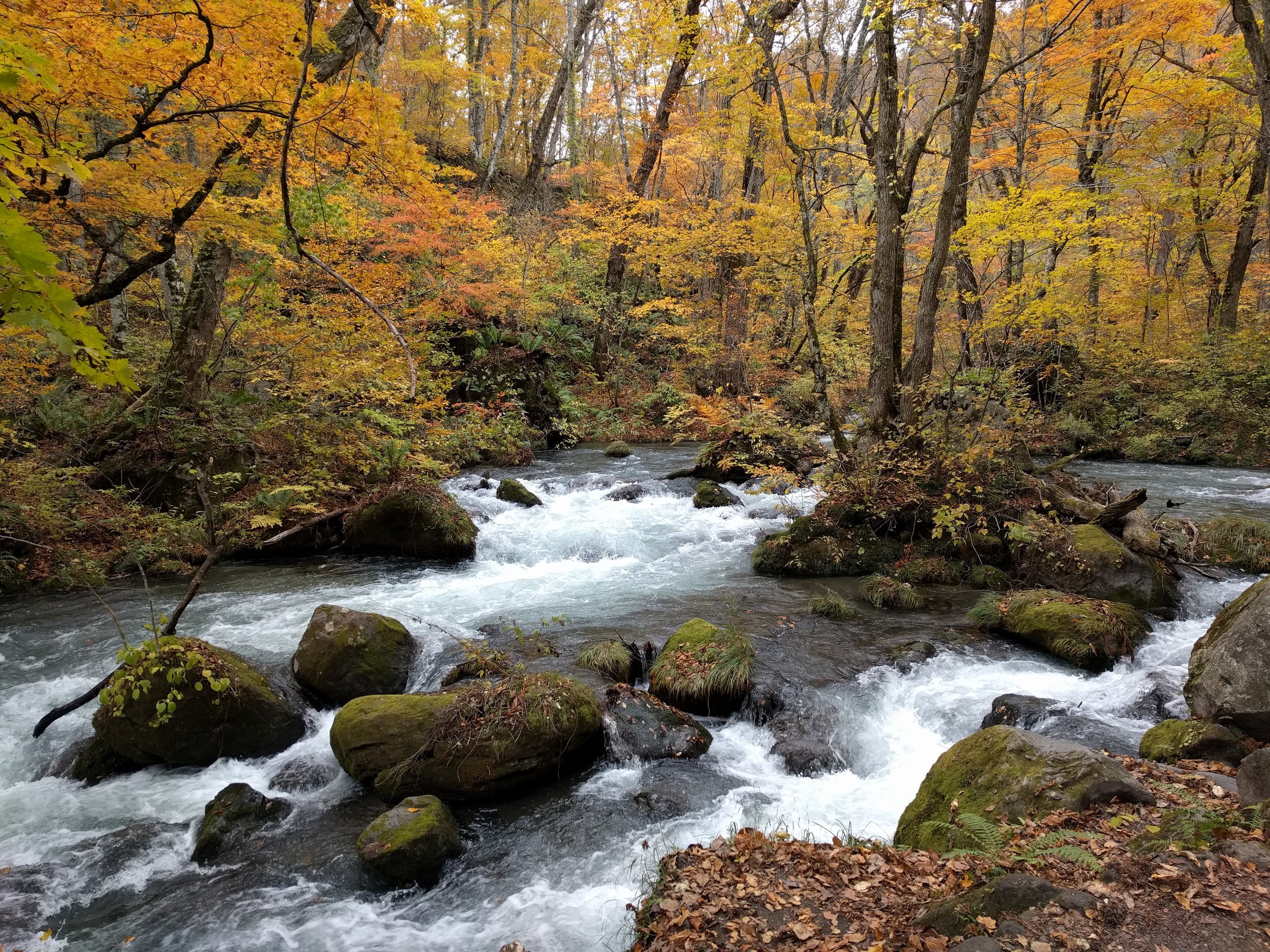 Along the Oirase stream