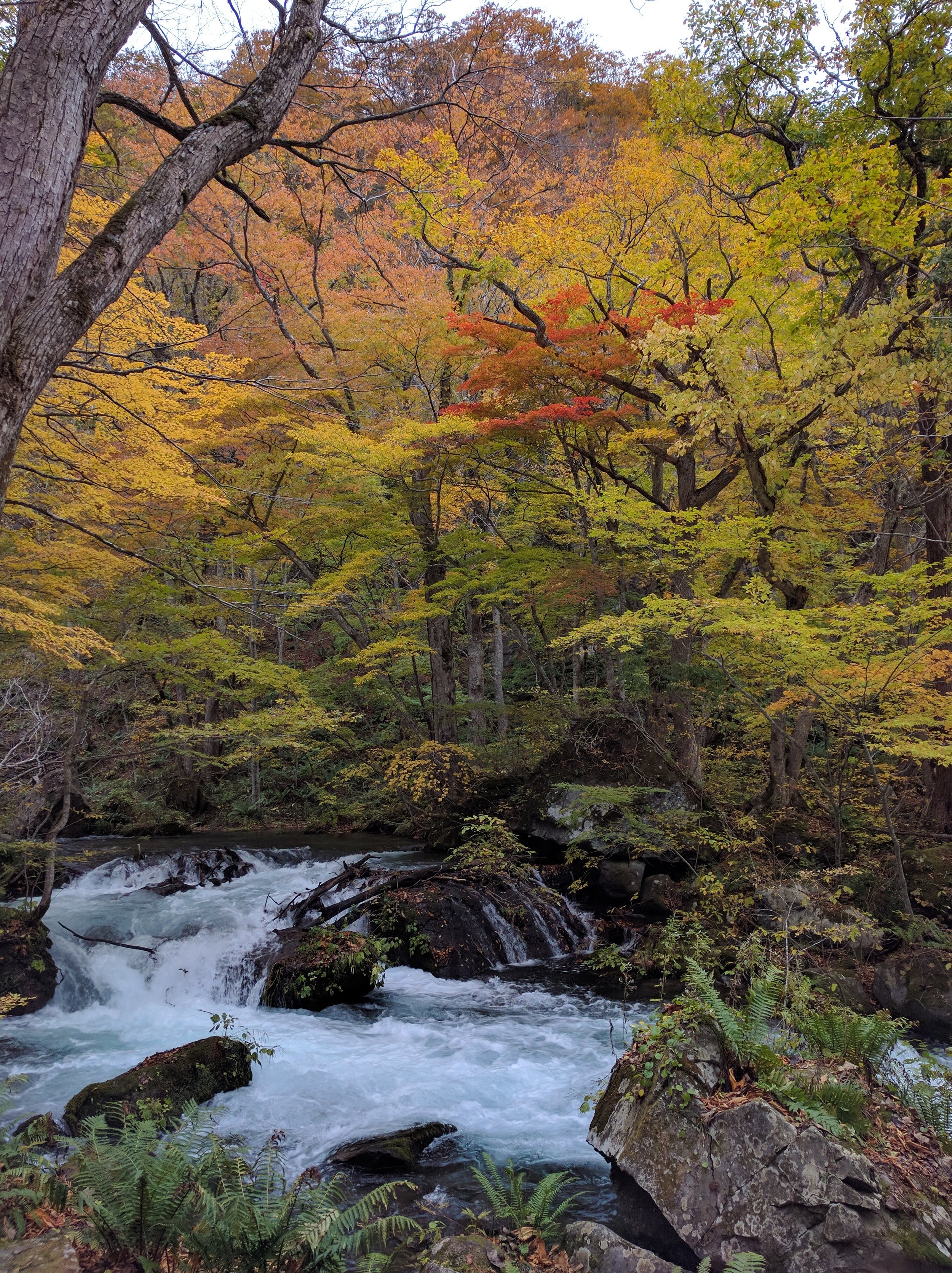 Along the Oirase stream