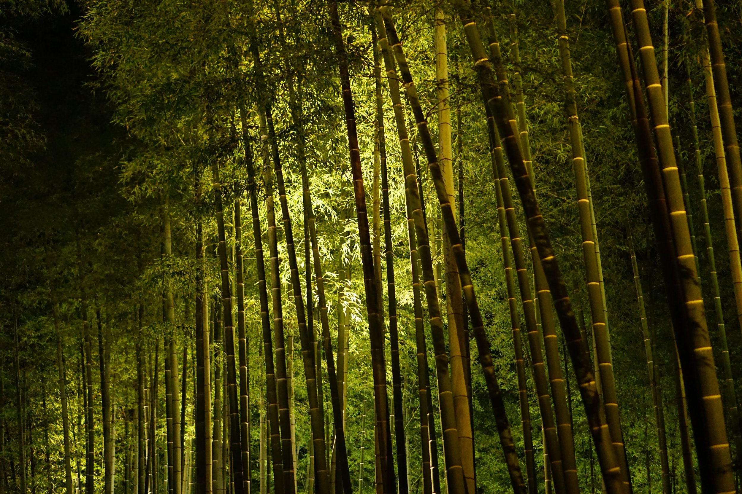 Kodaiji Bamboo groves at night