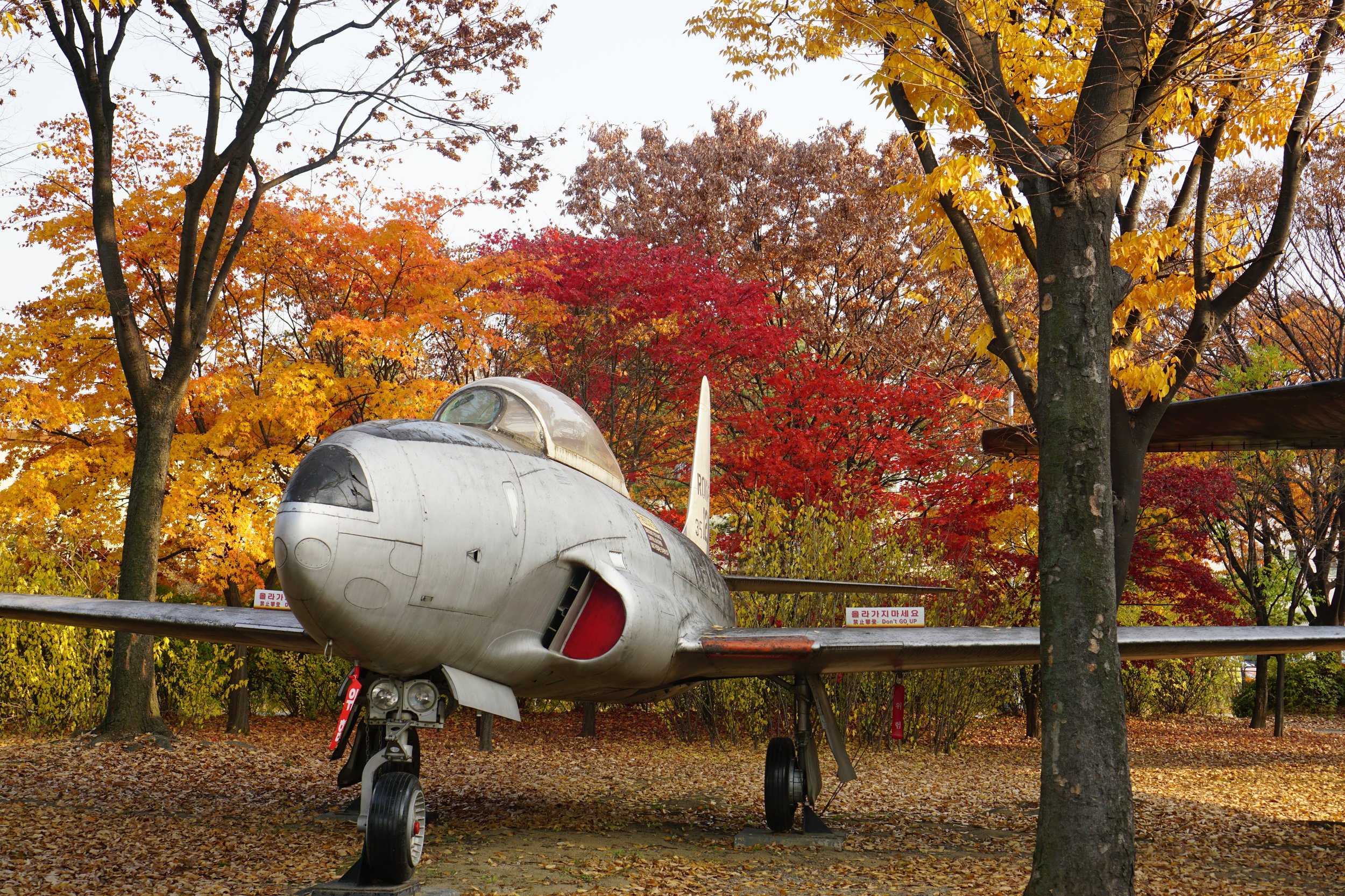 Look at those leaves! Oh, and the old war plane