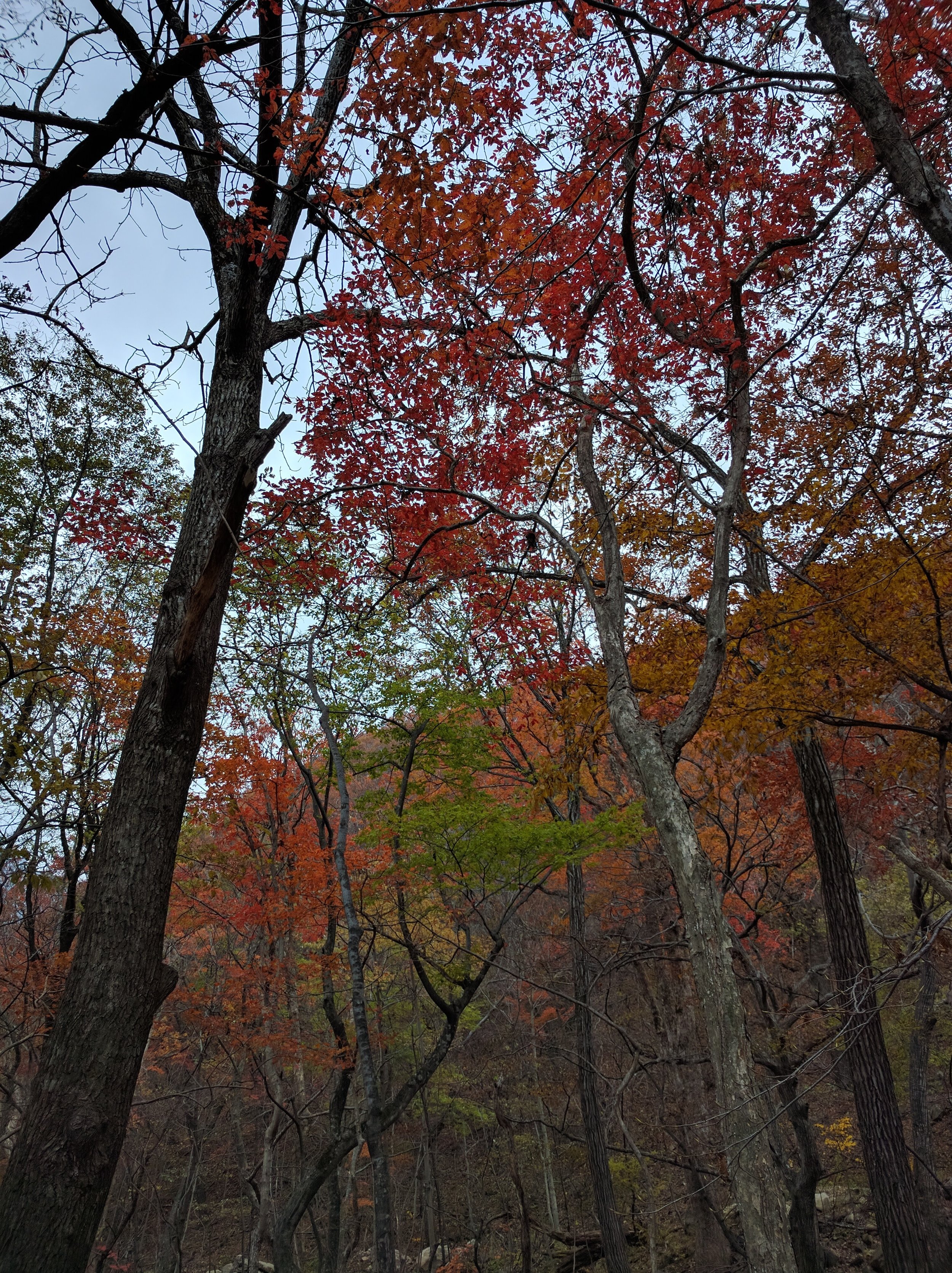 Past peak, but still pretty colors