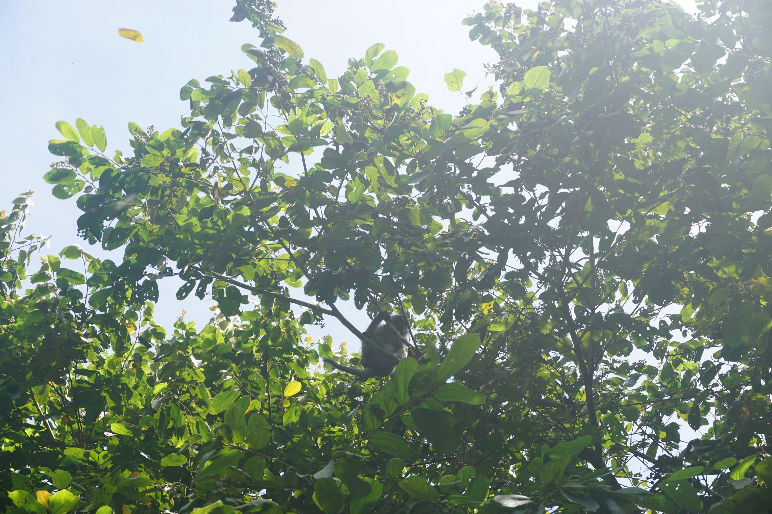 Monkey sighting!