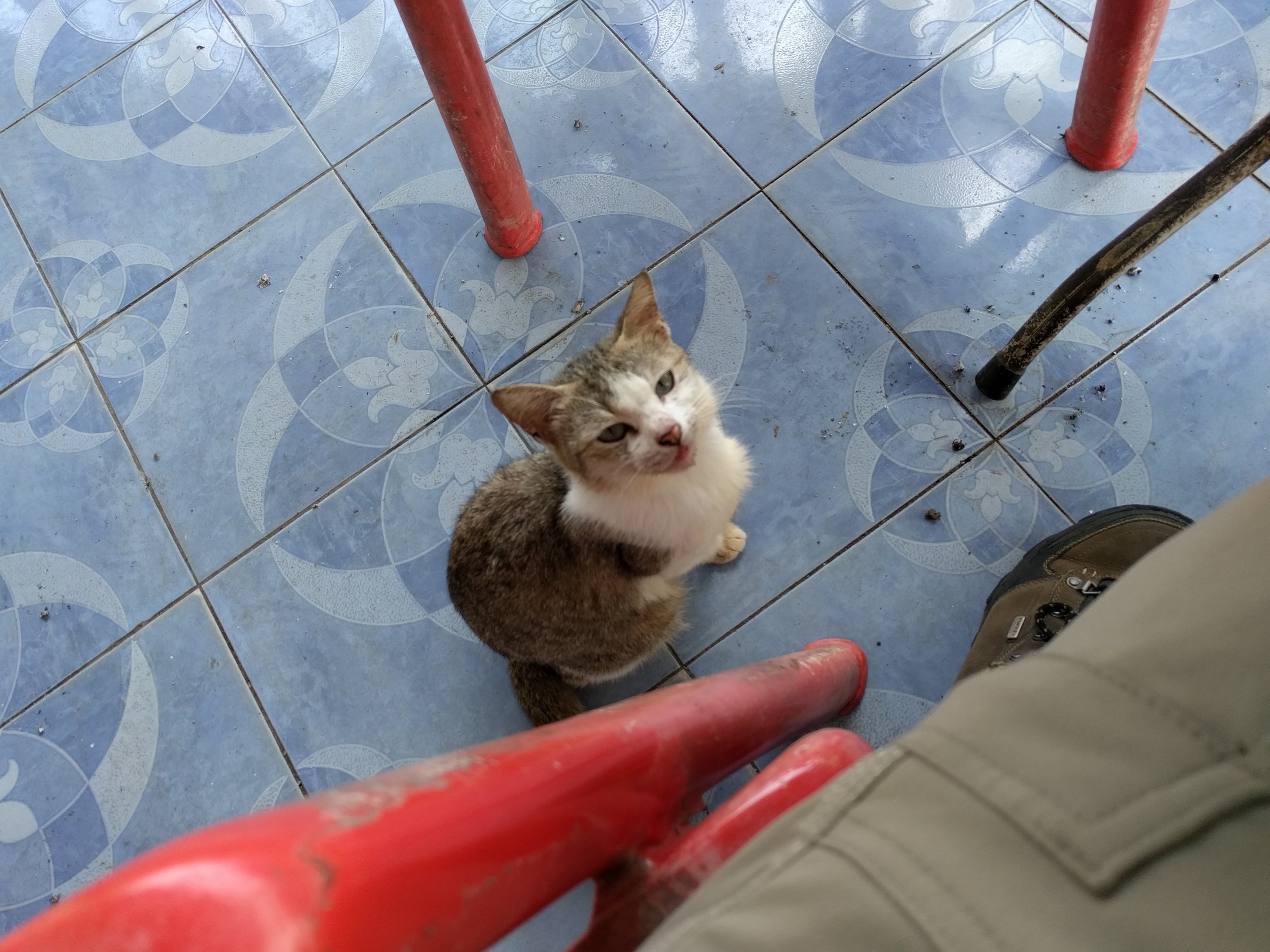 Cats everywhere