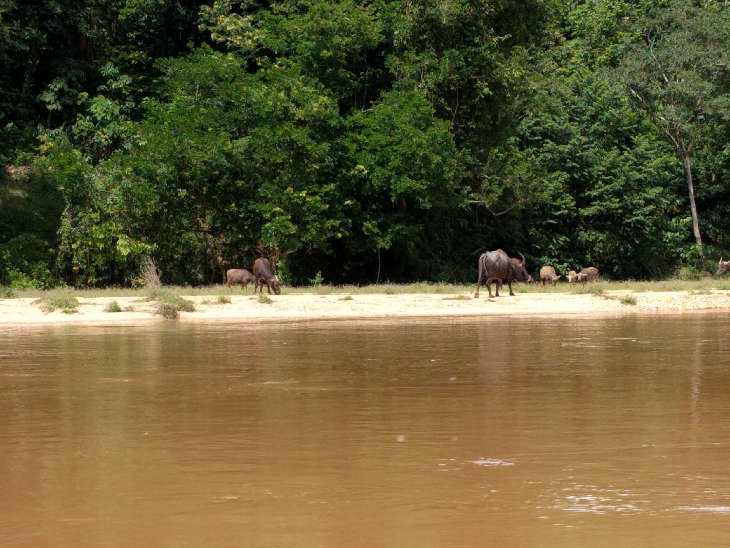 Baby water buffalo!