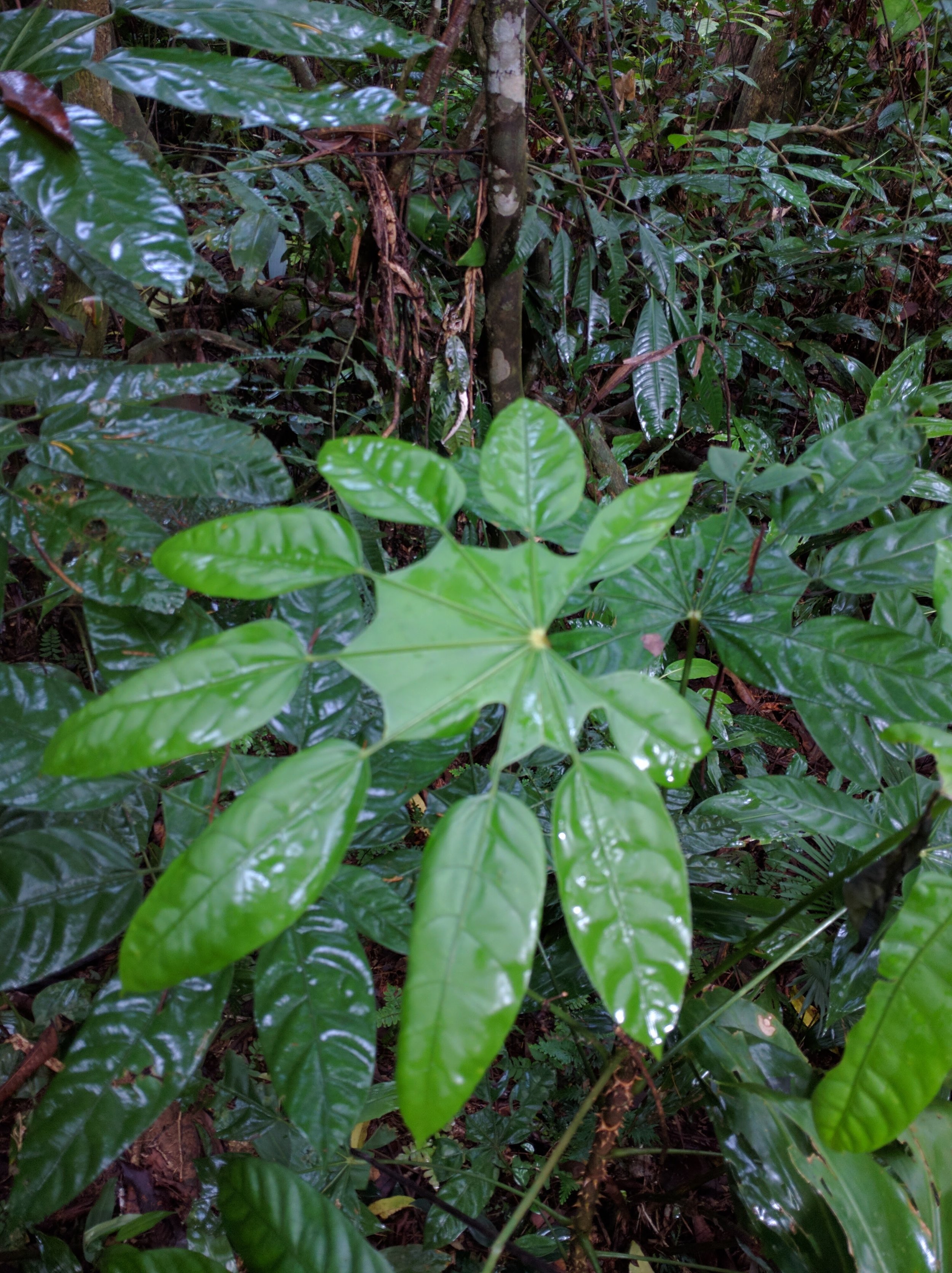 Giant leaves in the rainforest