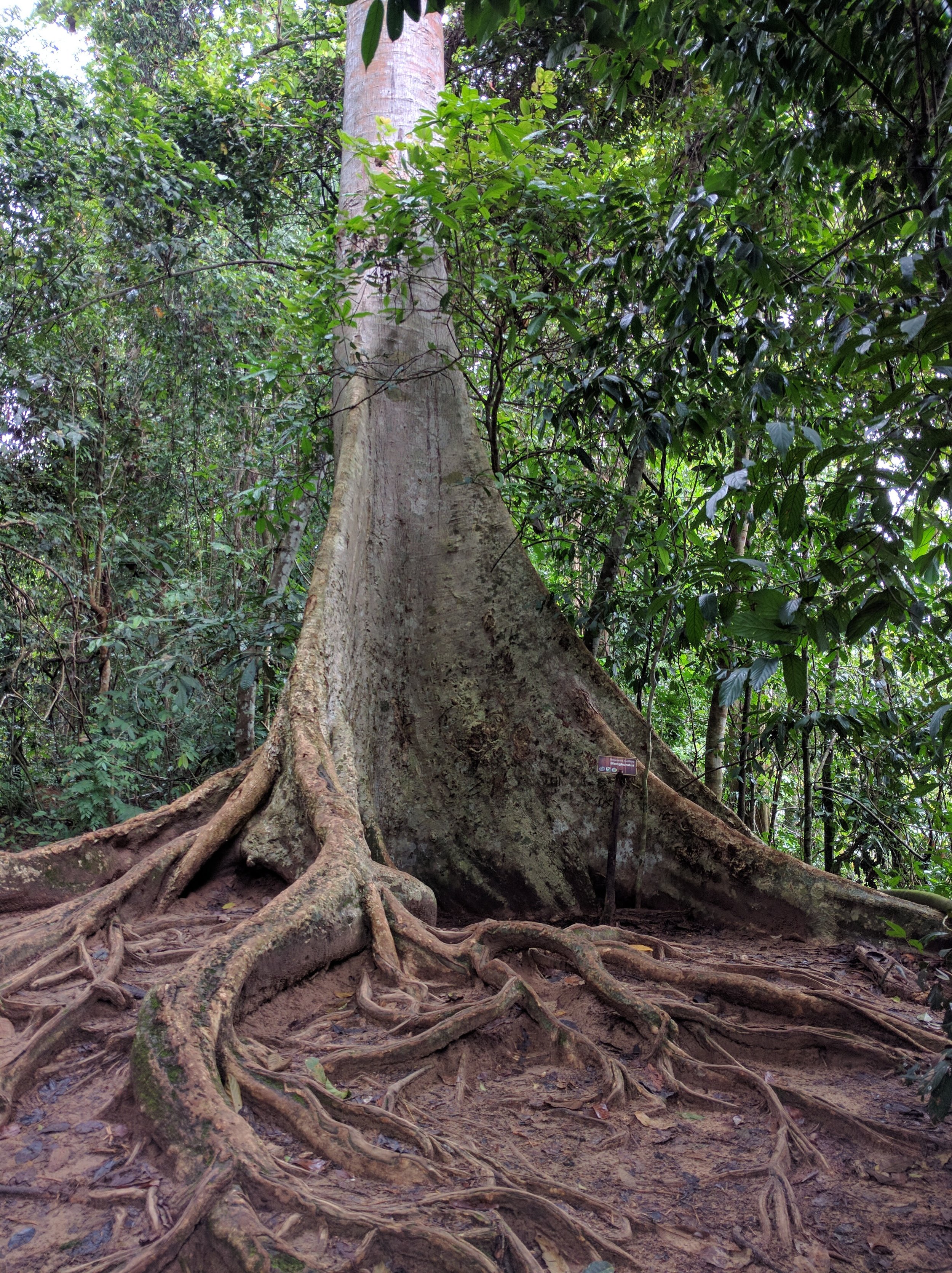 Whoa, check out those roots