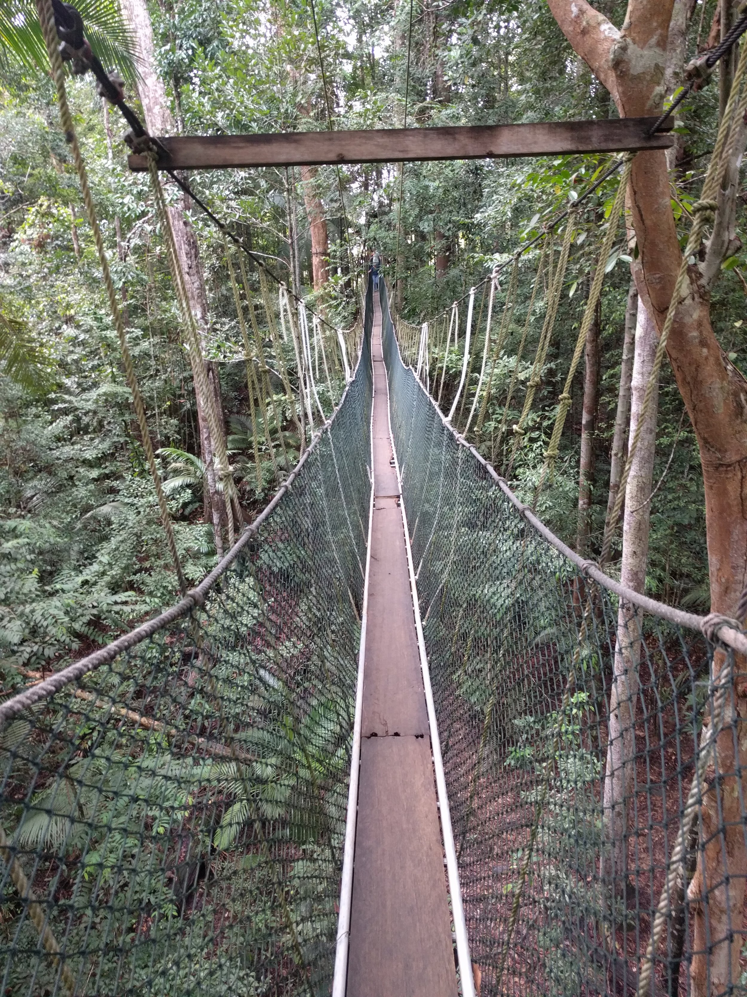 Canopy walkway!