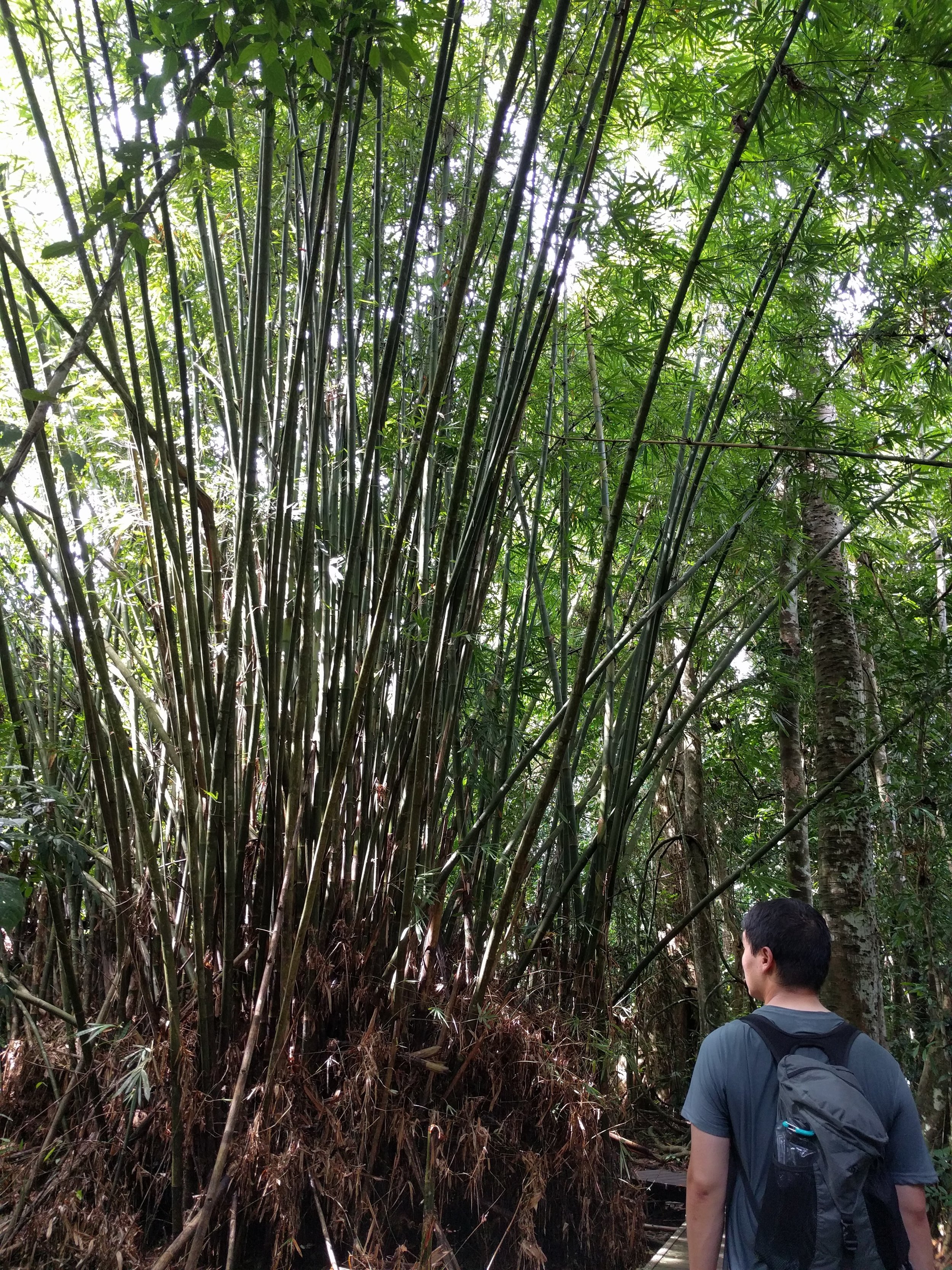 Rainforests have cool trees