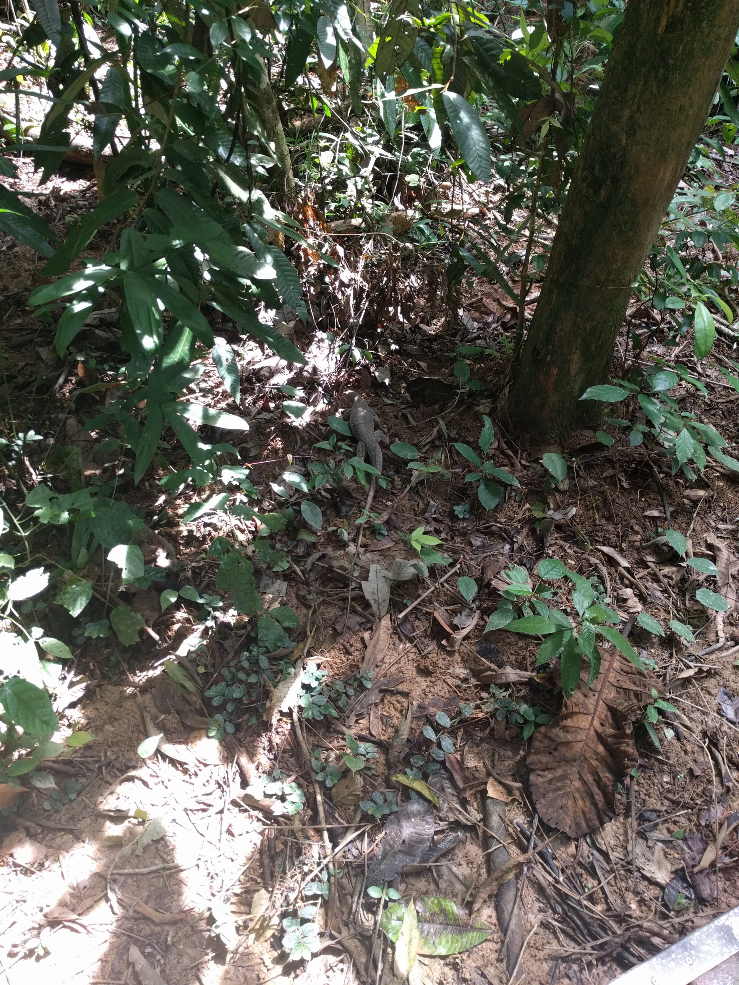 Any monkeys here?