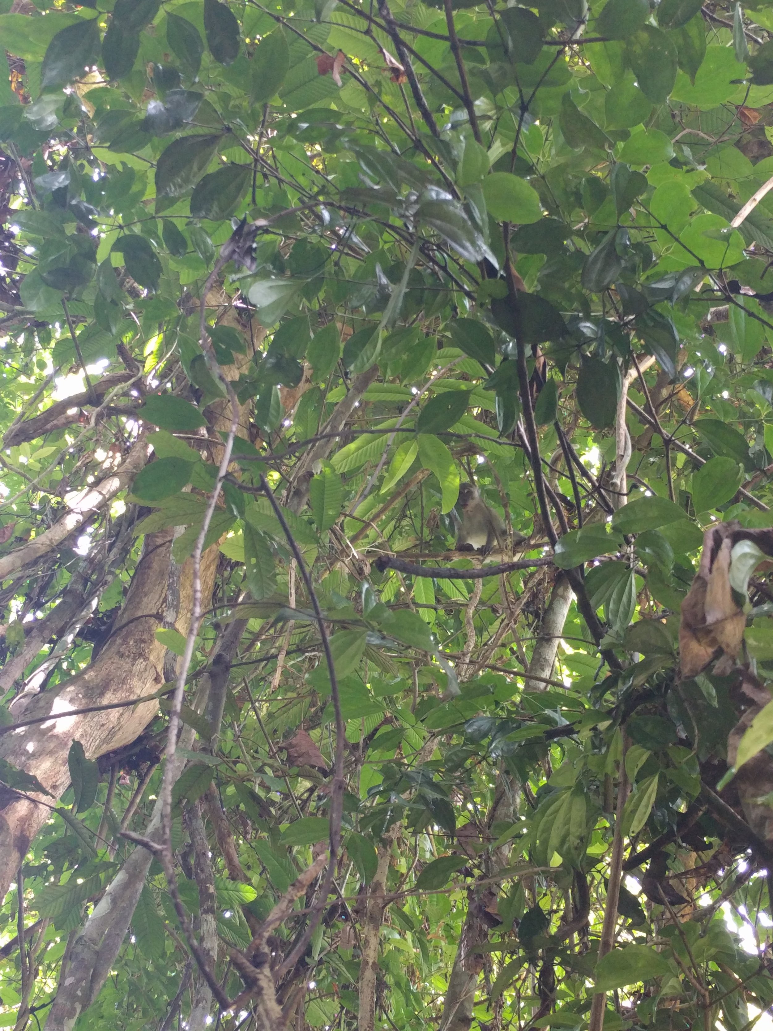 Can you spot the monkey?
