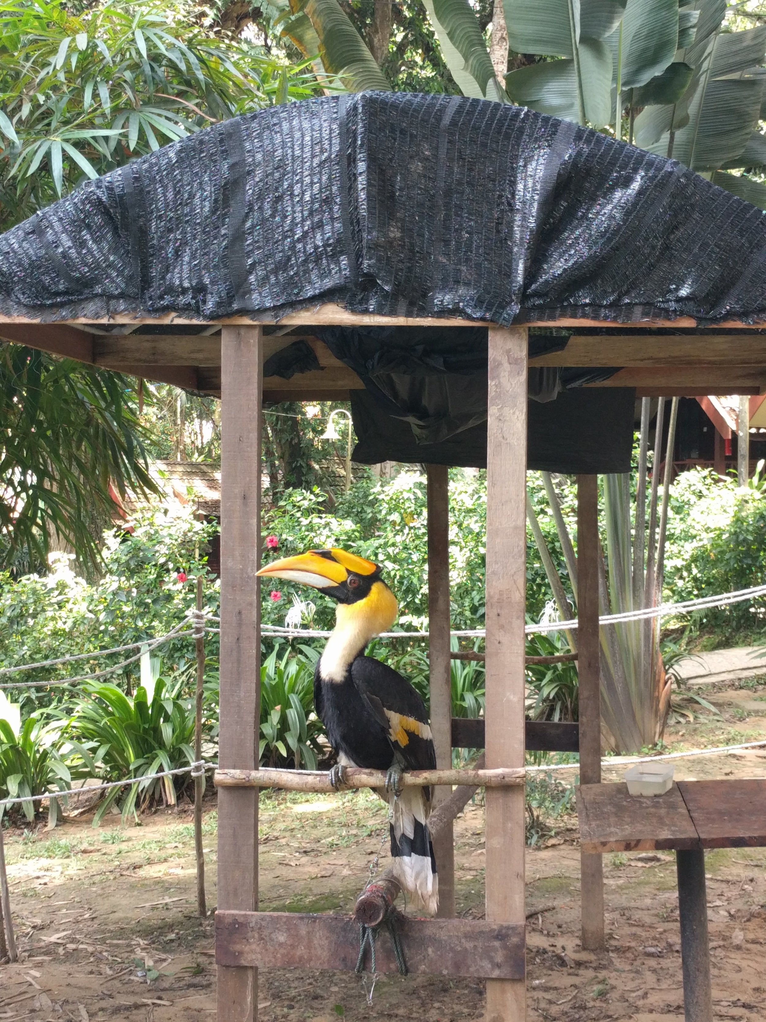 Hornbill toucan