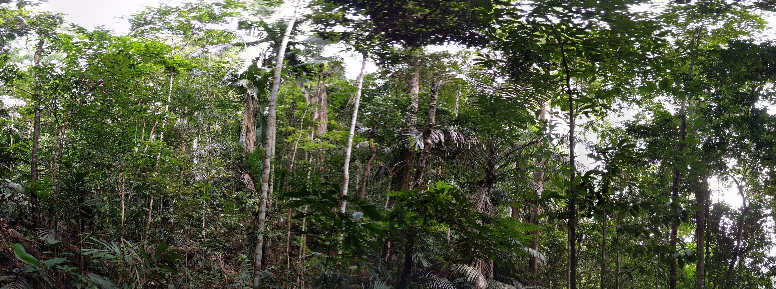 Monkeys in Malaysia