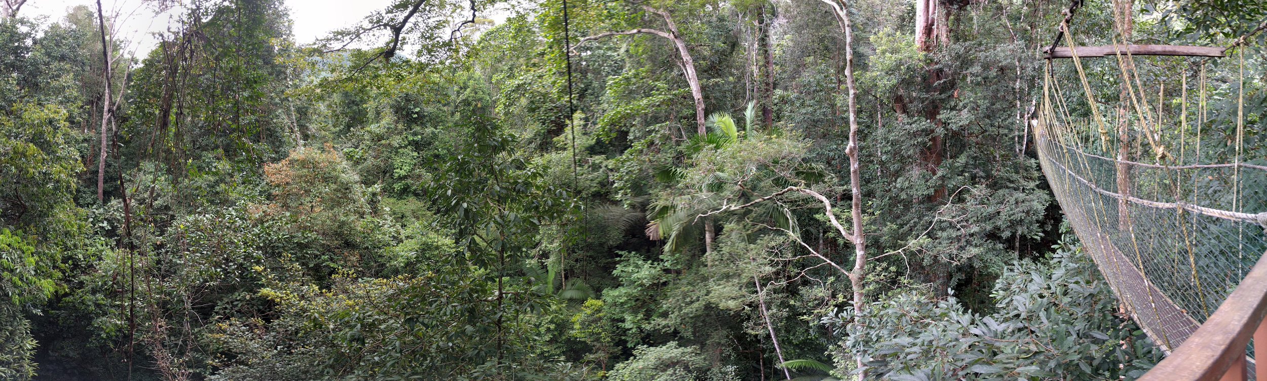 View from the canopy walkway