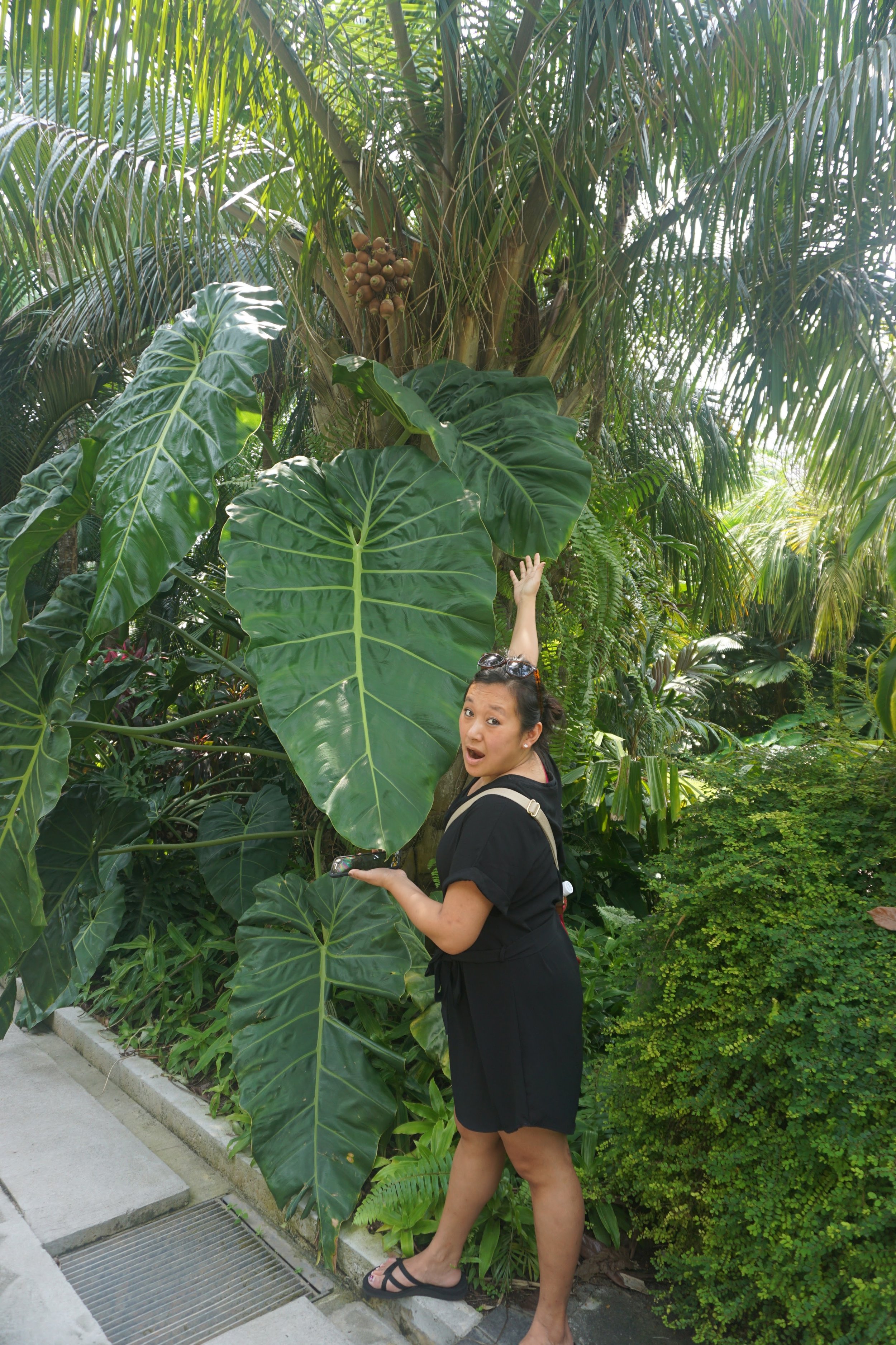 Frond as big as Lishan!