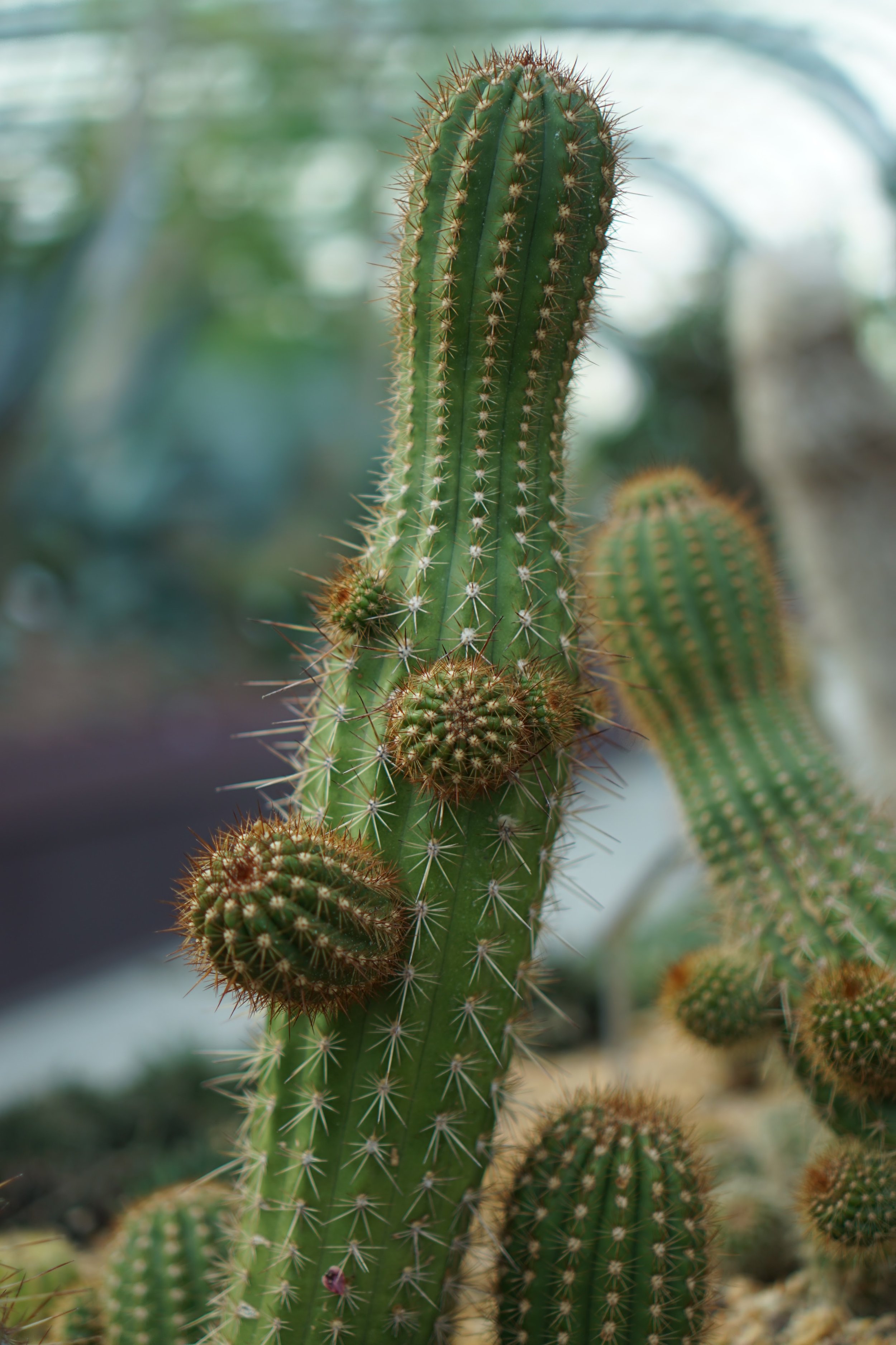 In the domes - cactus