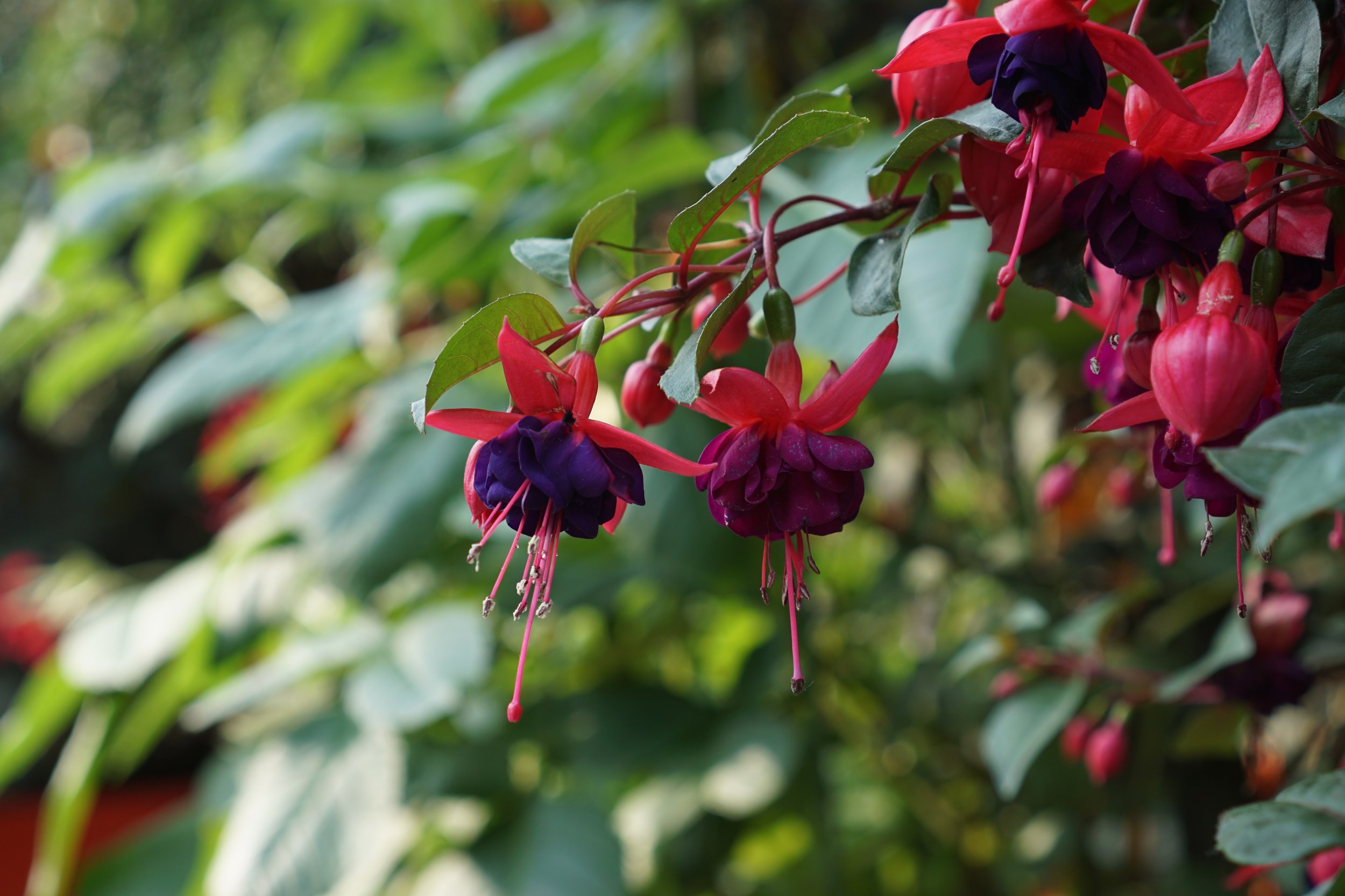 Hanging bells