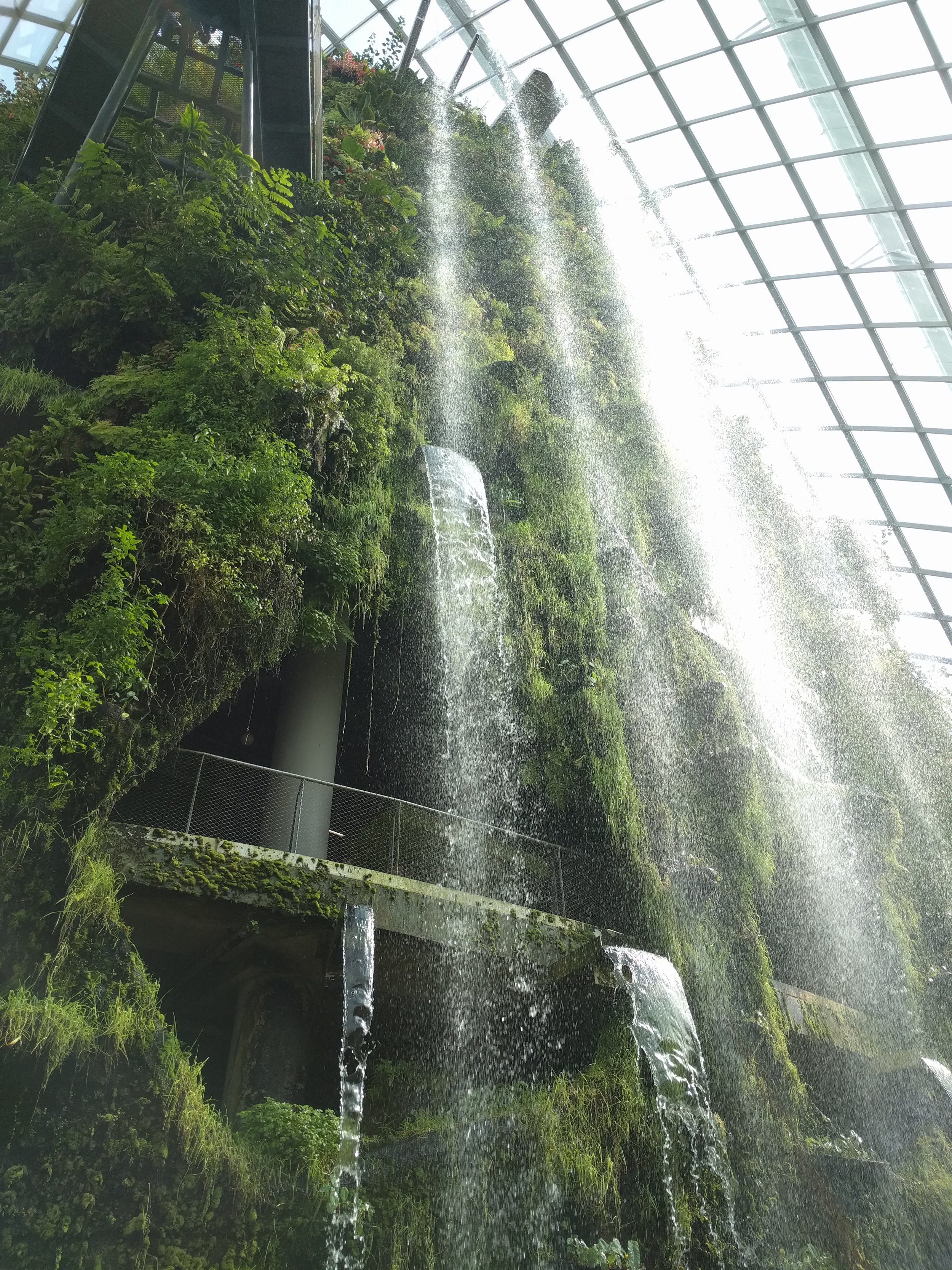 Cloud forest dome
