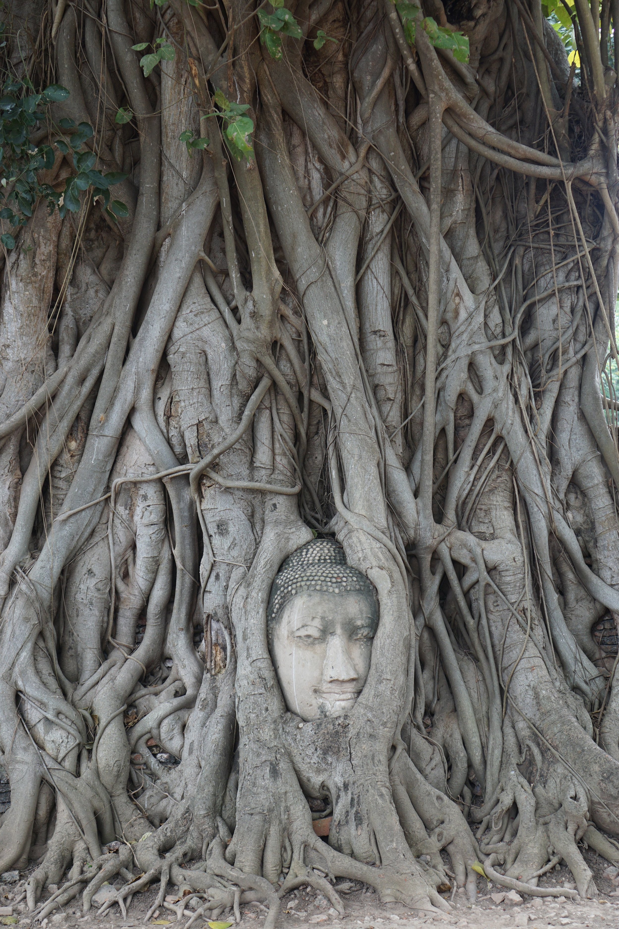 The famous Buddha head in the tree