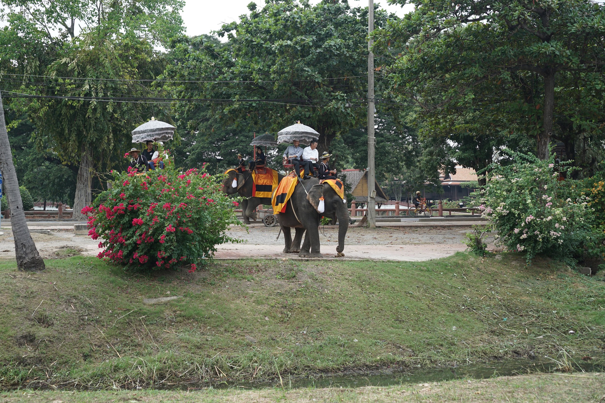 Elephant rides around the wat
