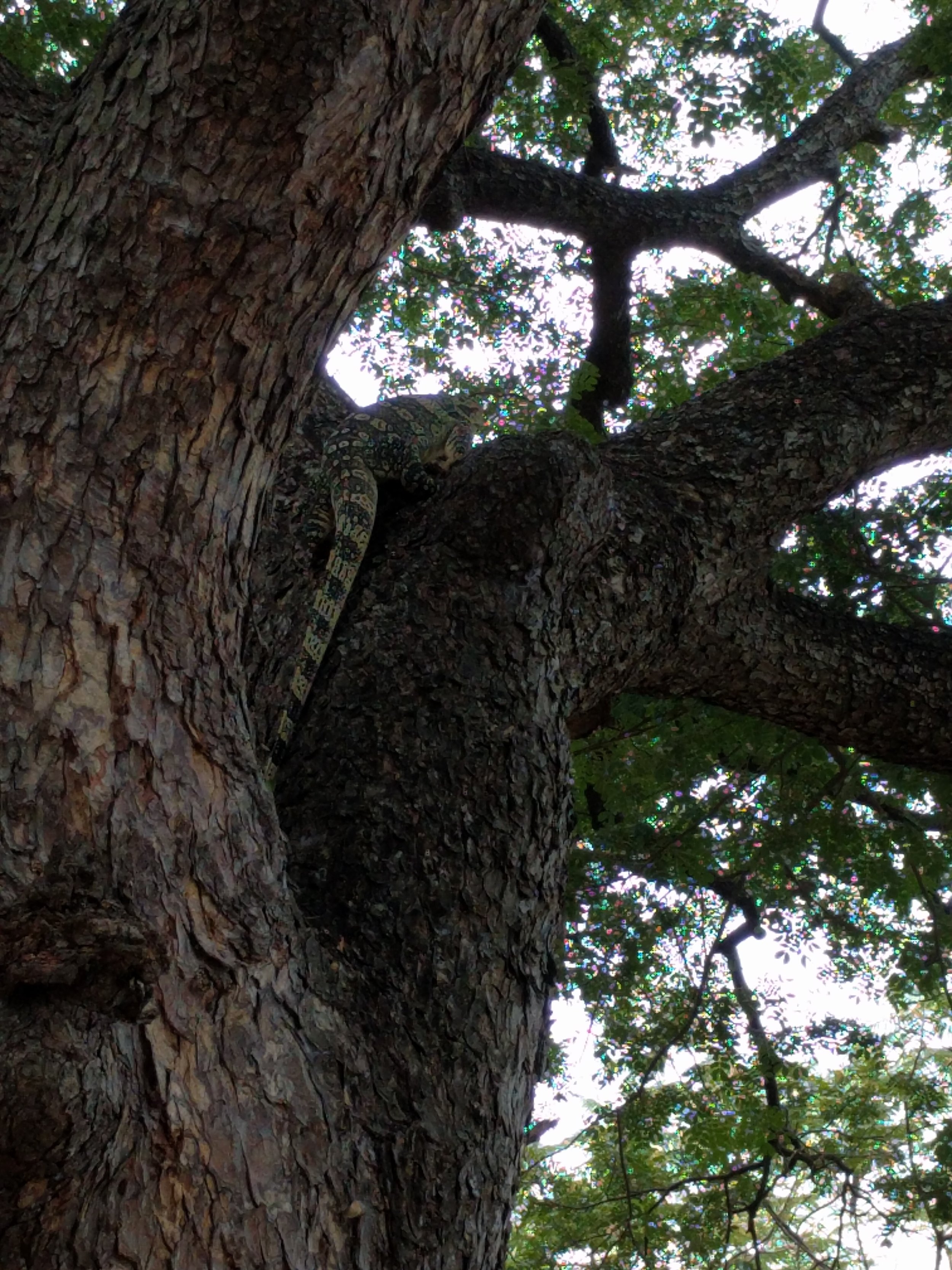 Humongous lizard thing