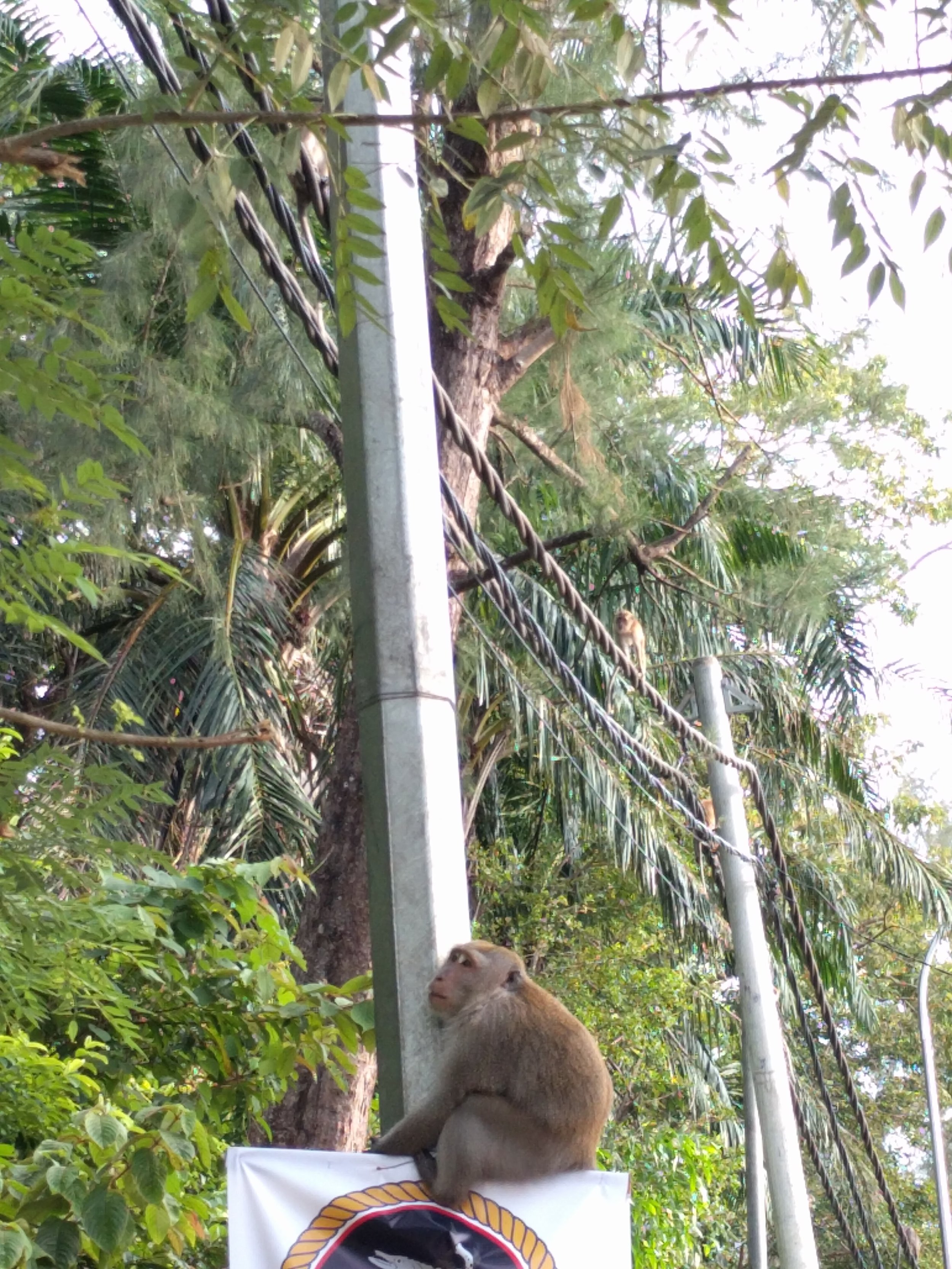 Hi monkey
