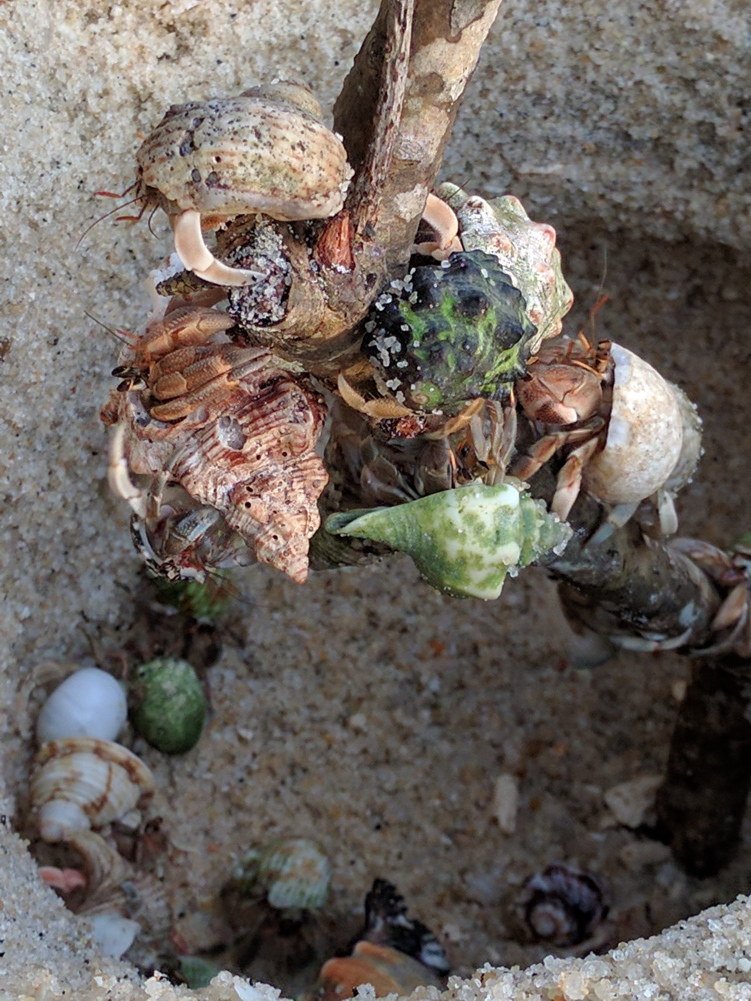 Hermit crab tree