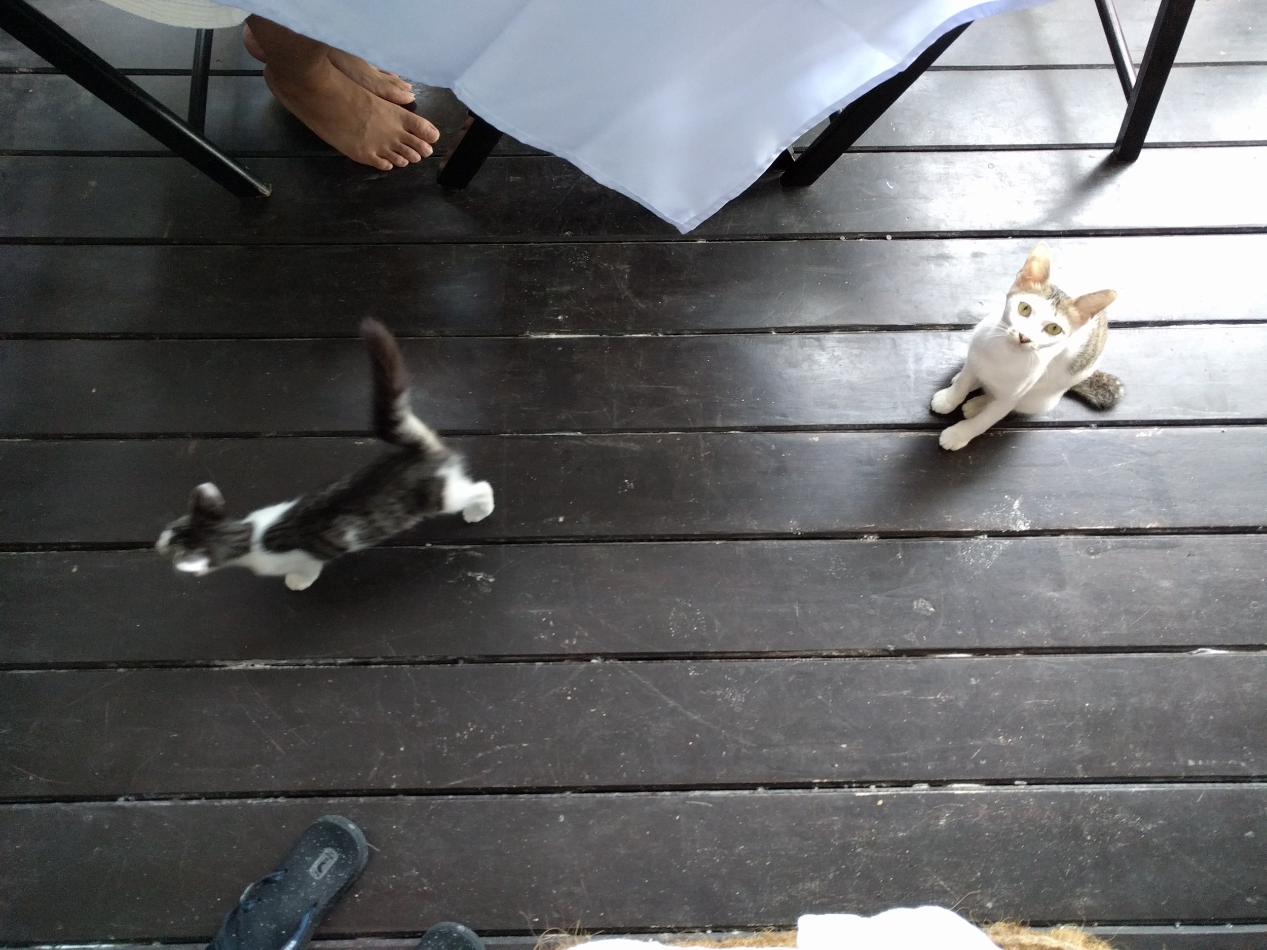 Our breakfast visitors