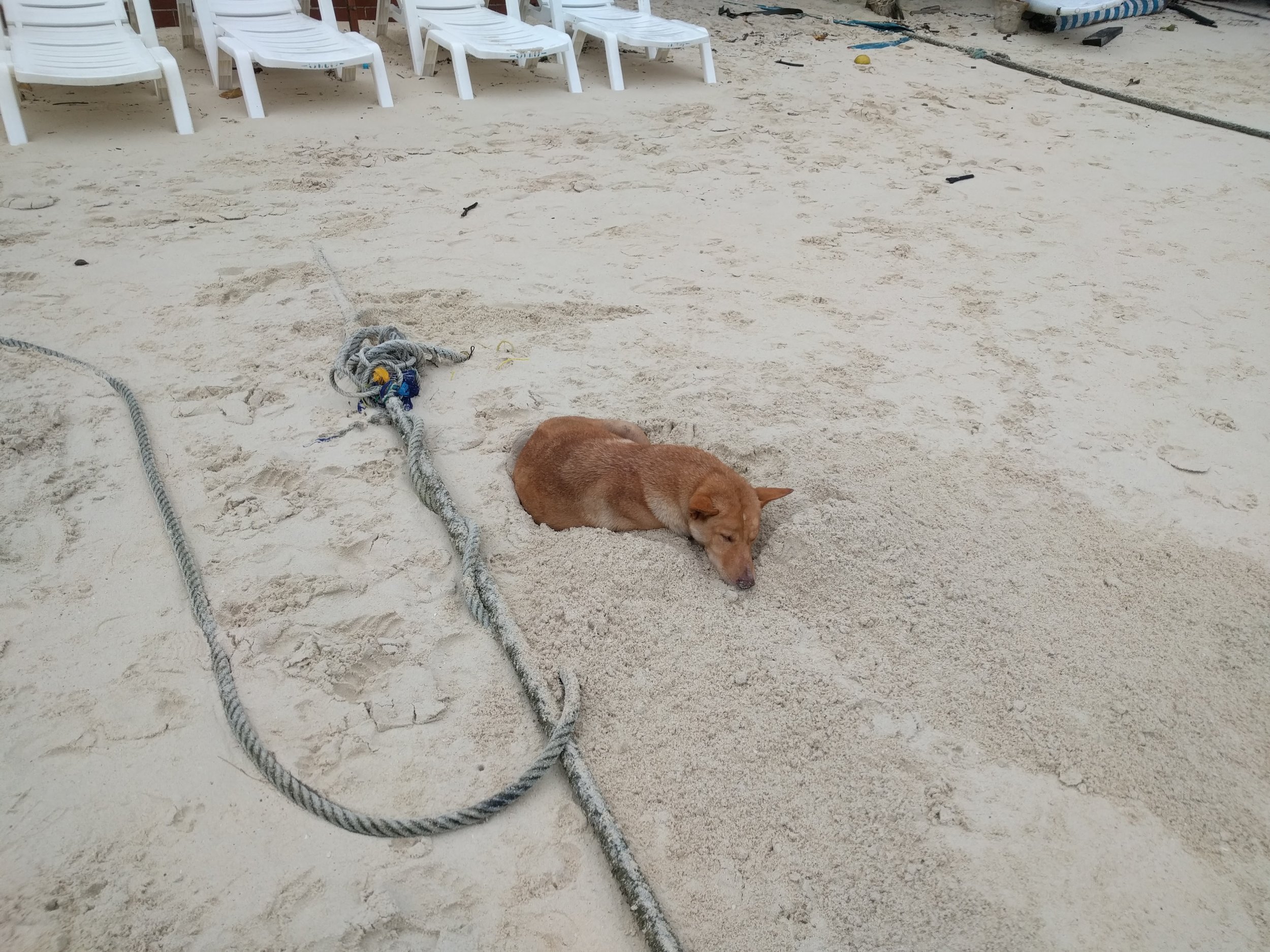 All the dogs have scoped out parts of the beach