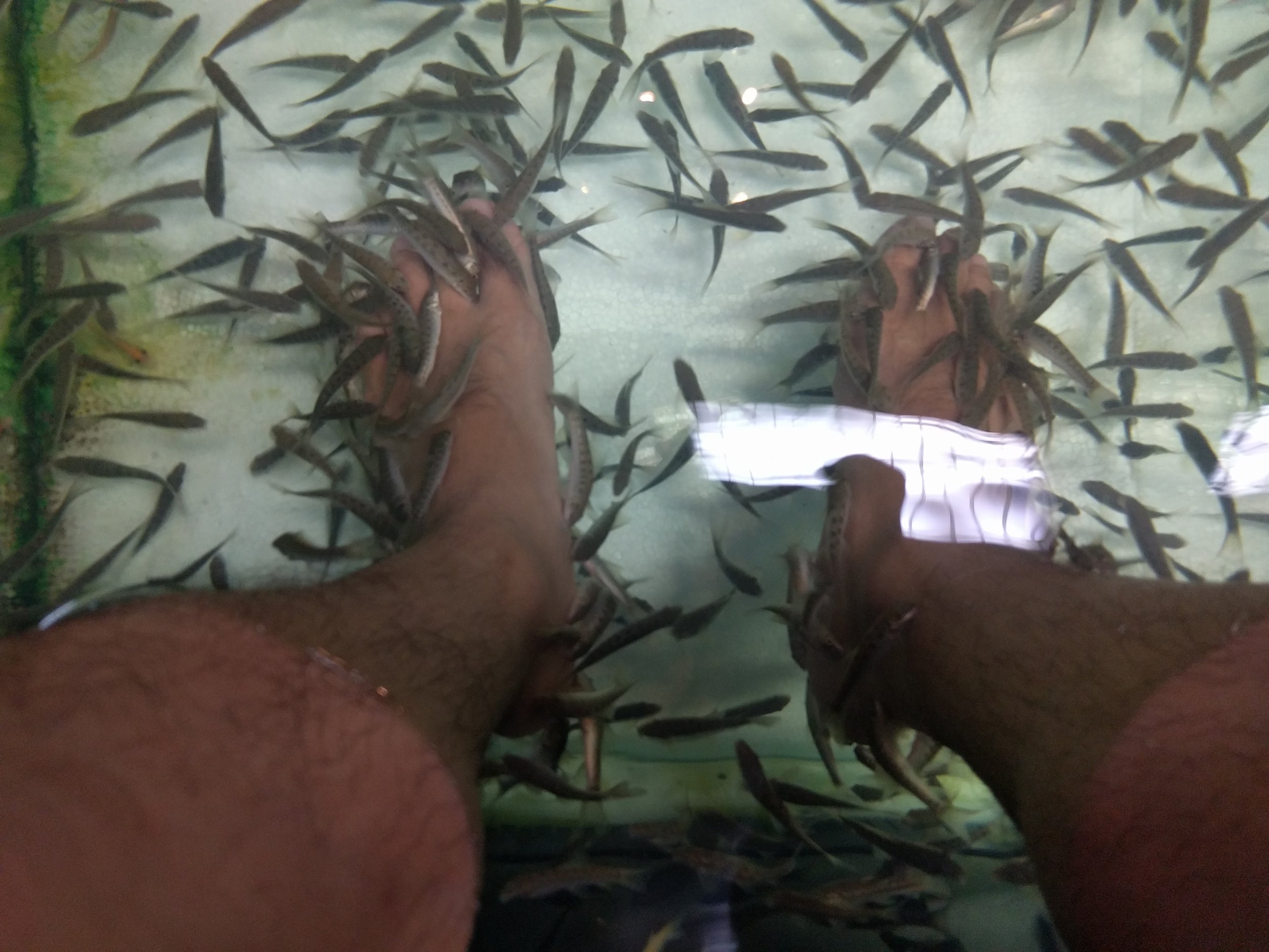 Fishies
