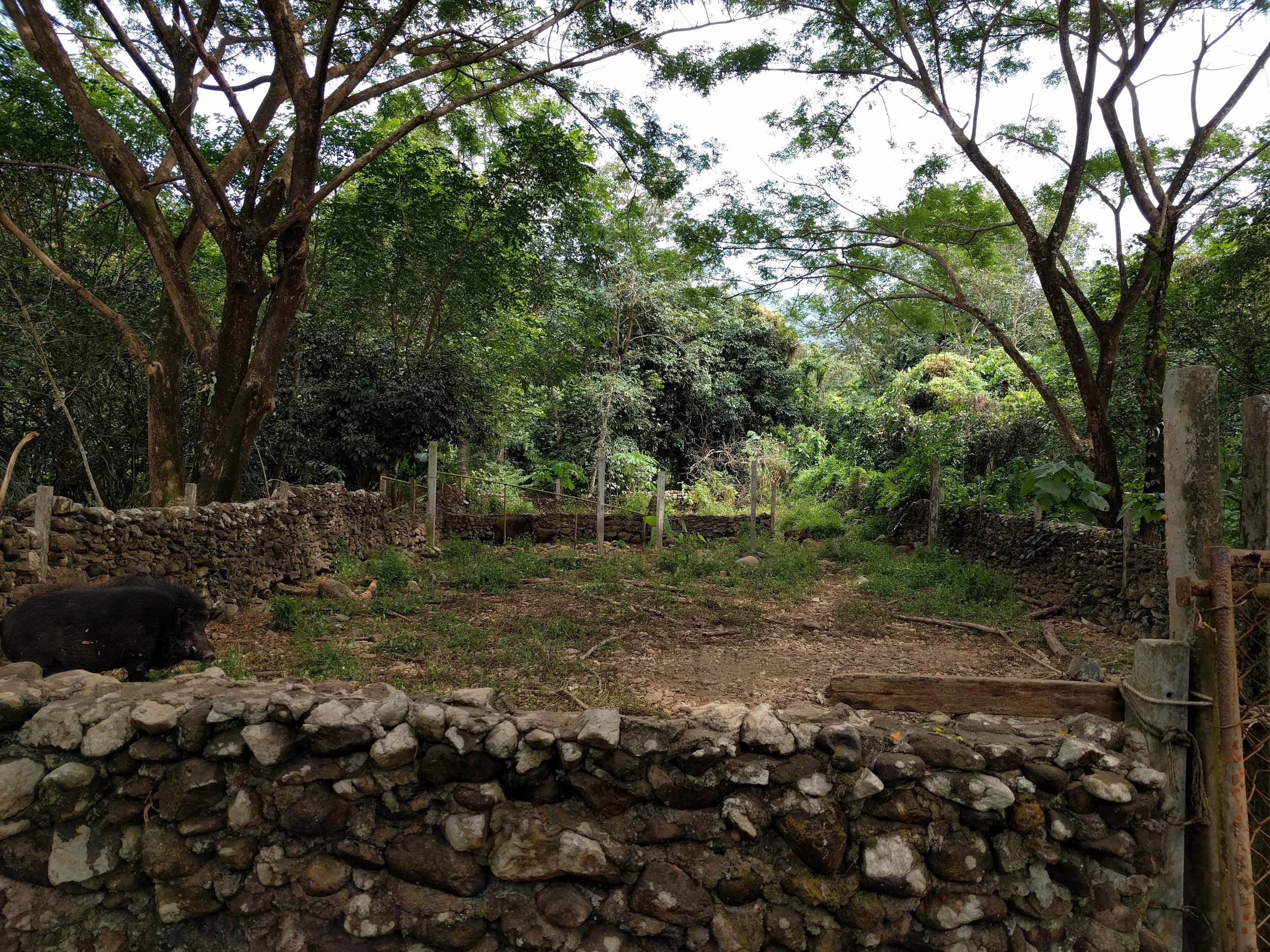 This is the pig farm along the way