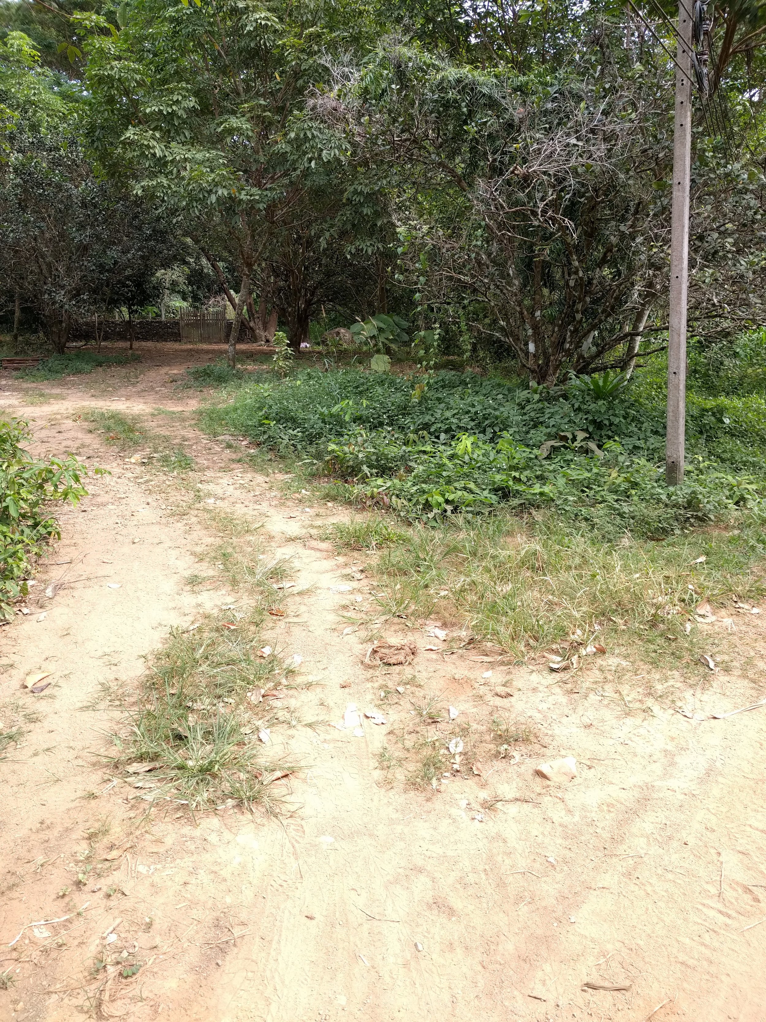 The path leading to the pig farm
