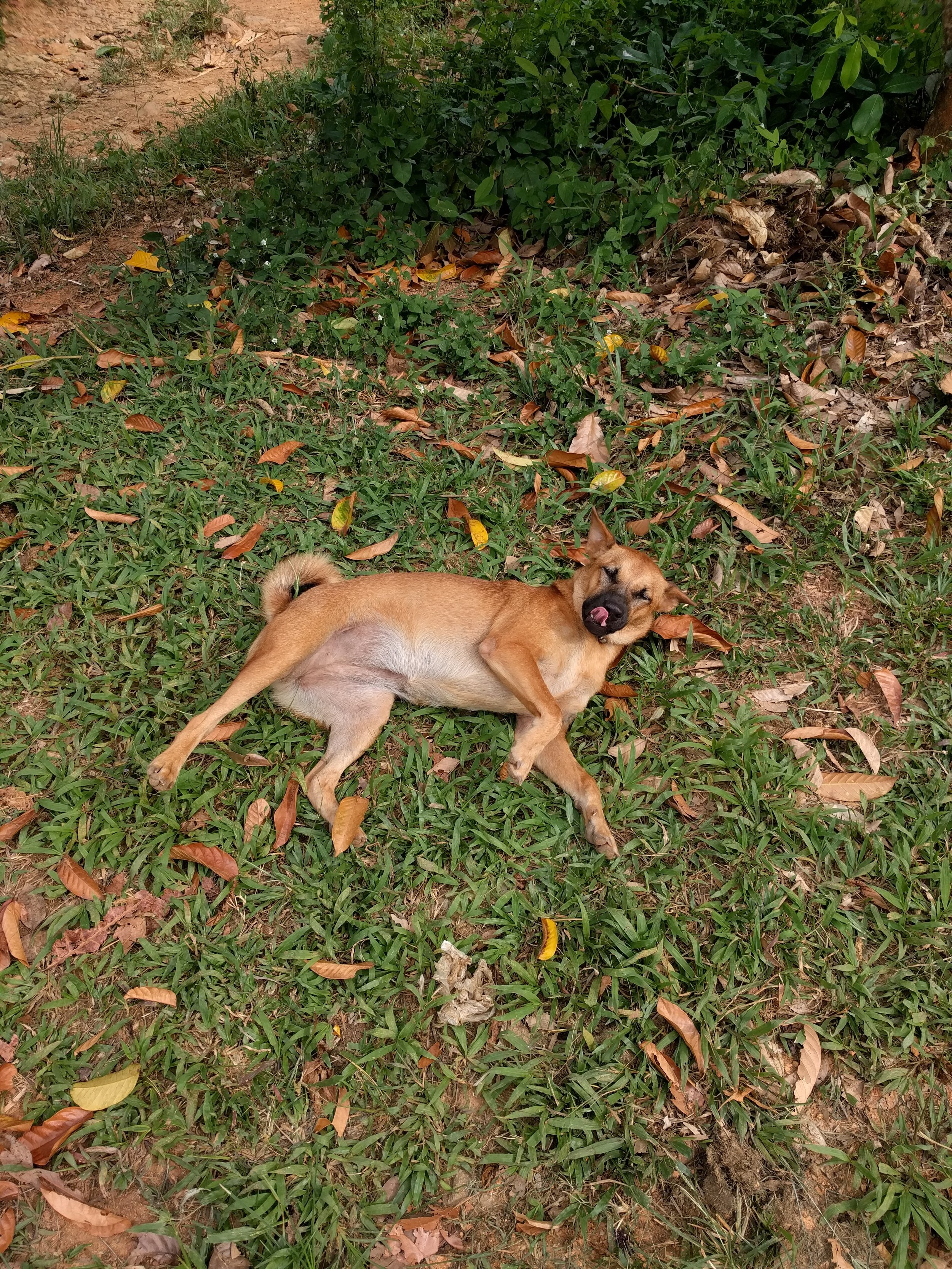 This pups was hanging by the trailhead, and begging to be belly rubbed!