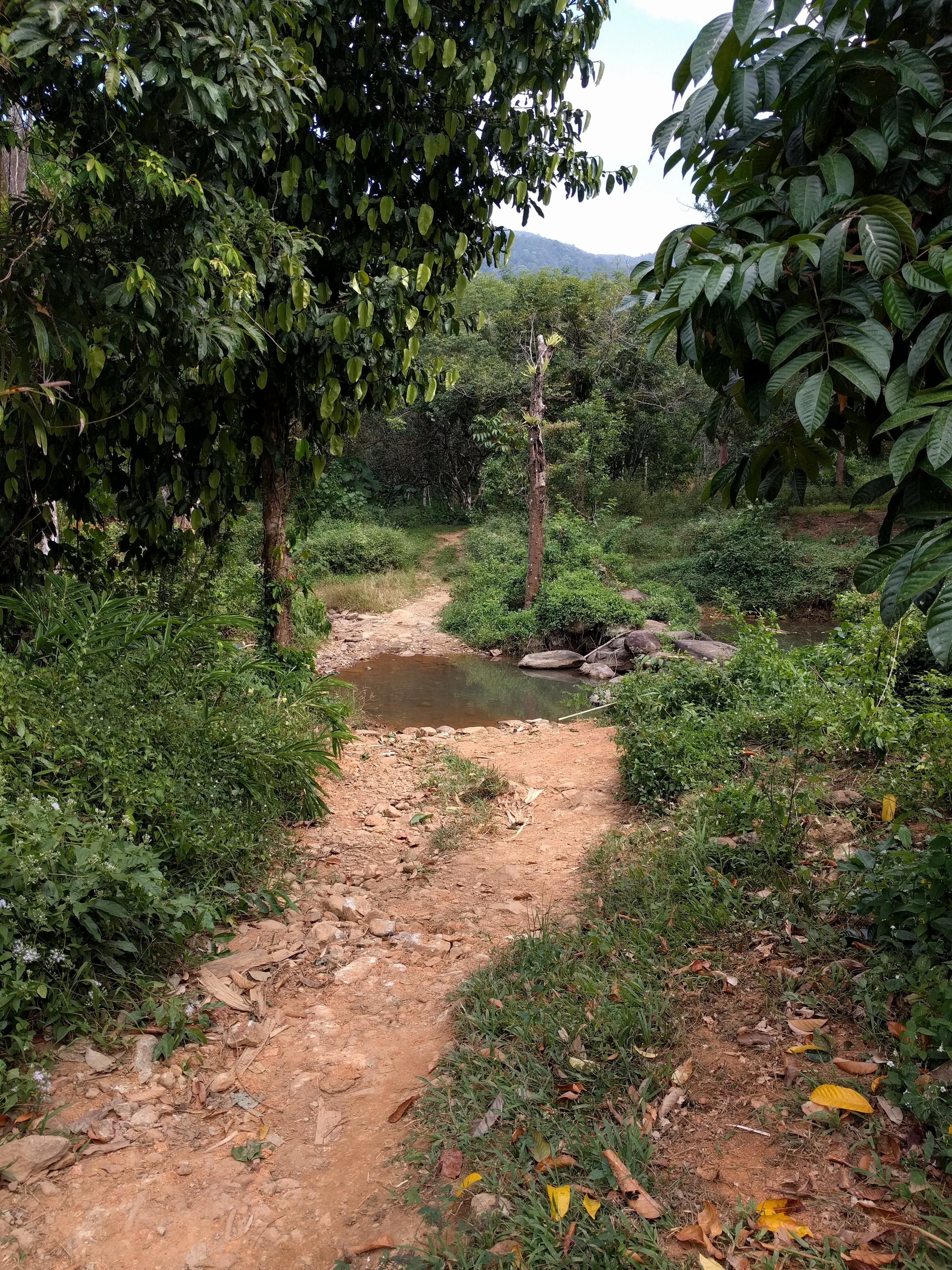 The start of the trail - a giant mudhole!