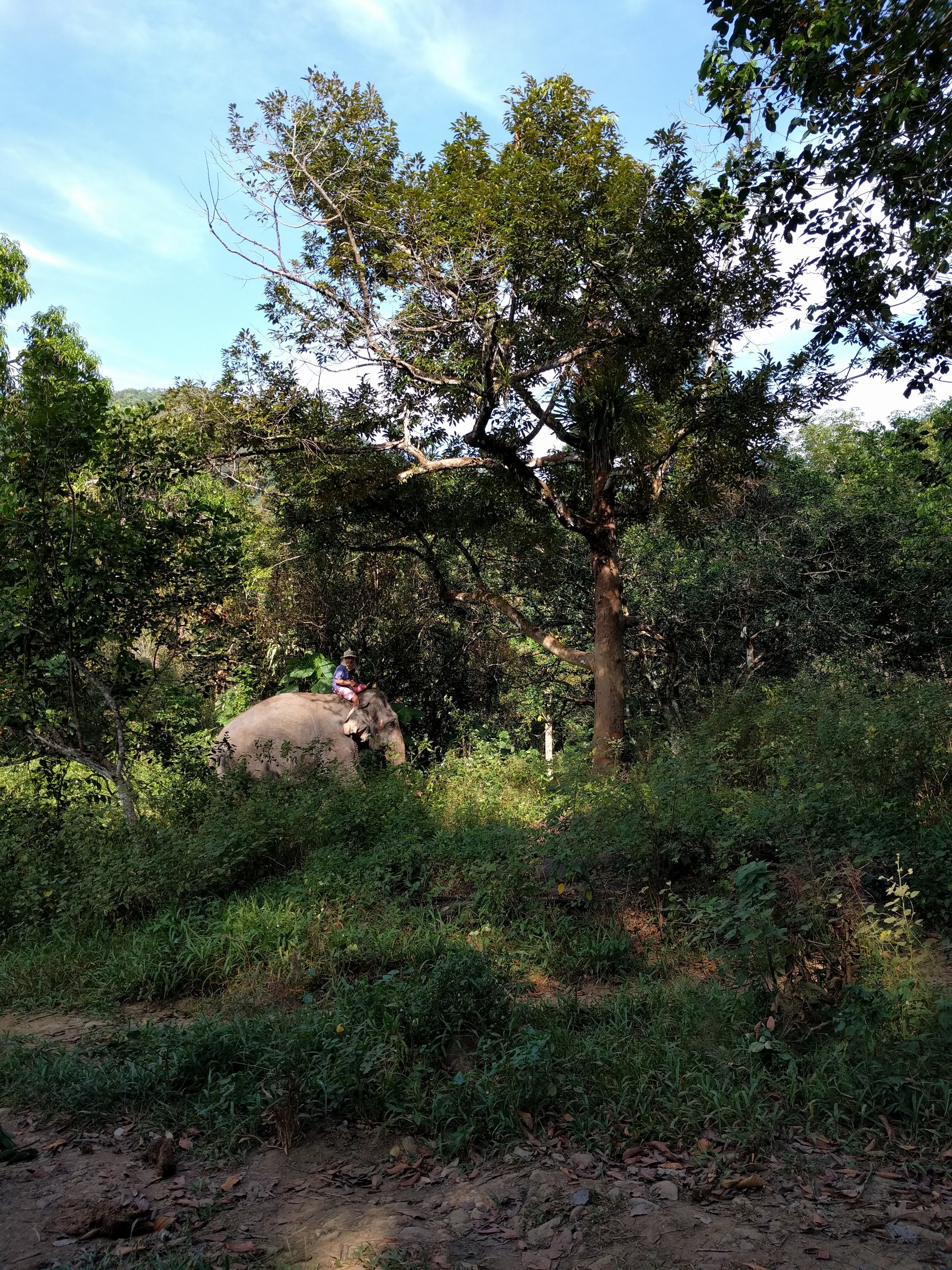 Saw someone riding an elephant on the hike out :(