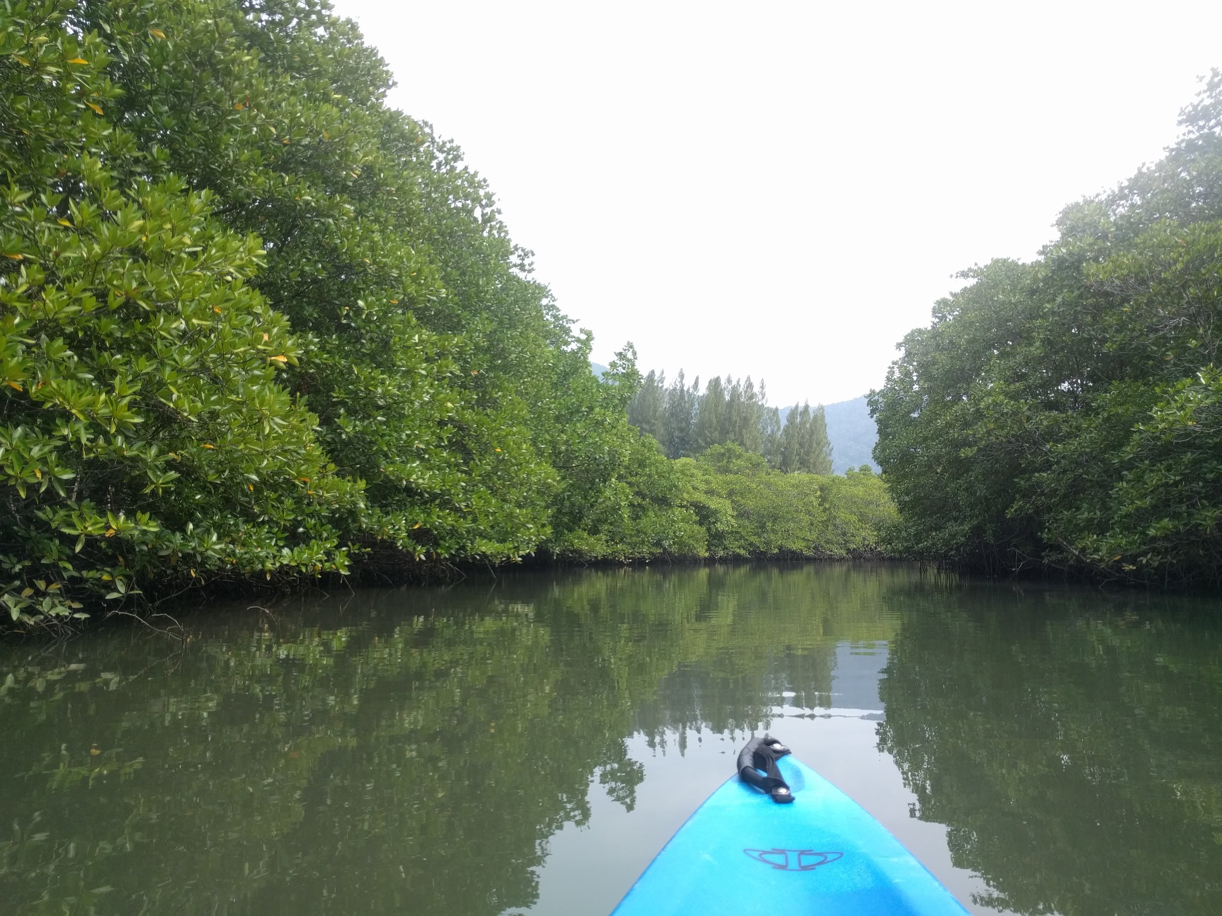 Heading through the mangrove forest