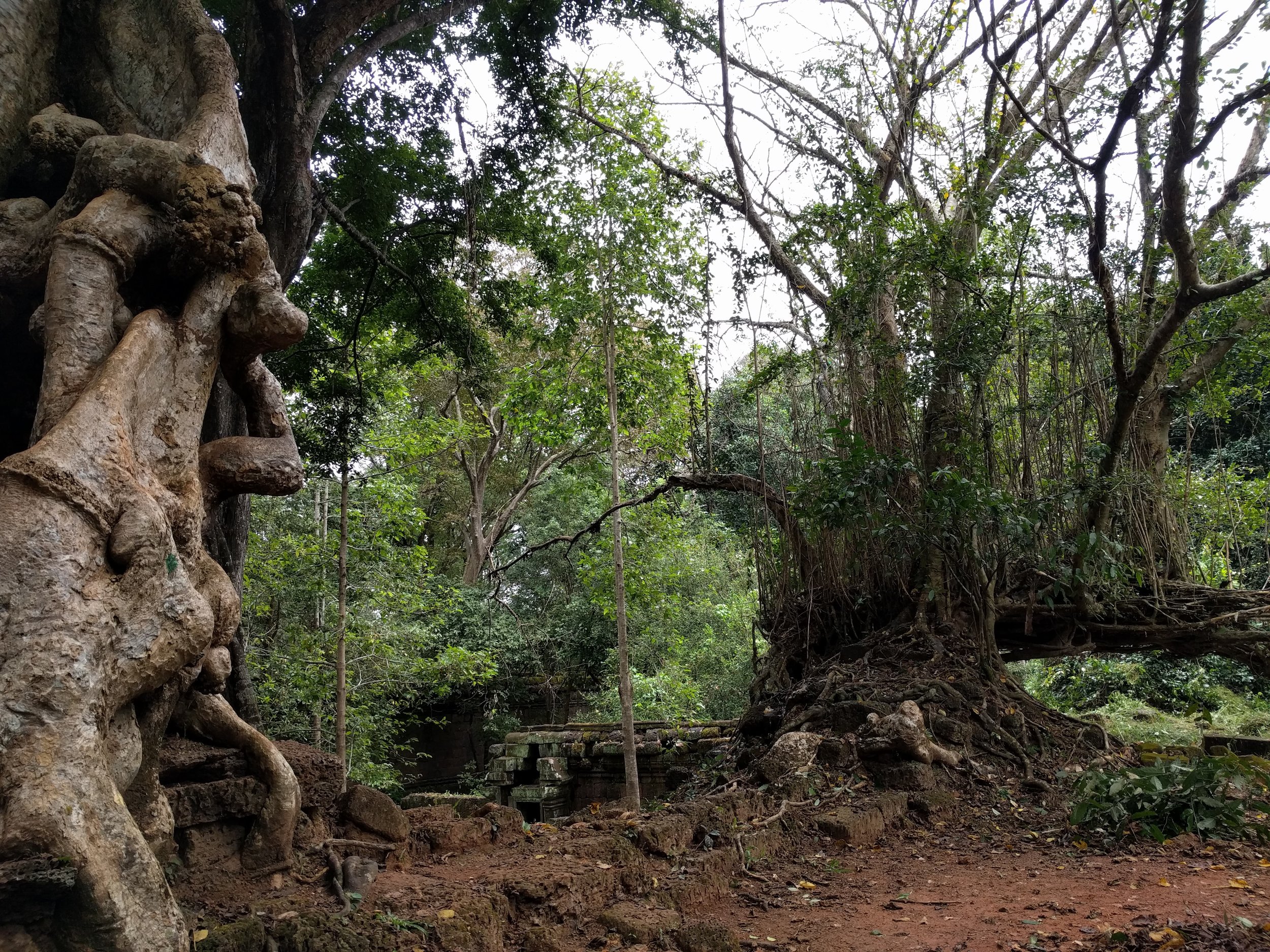 walking through the jungle at times