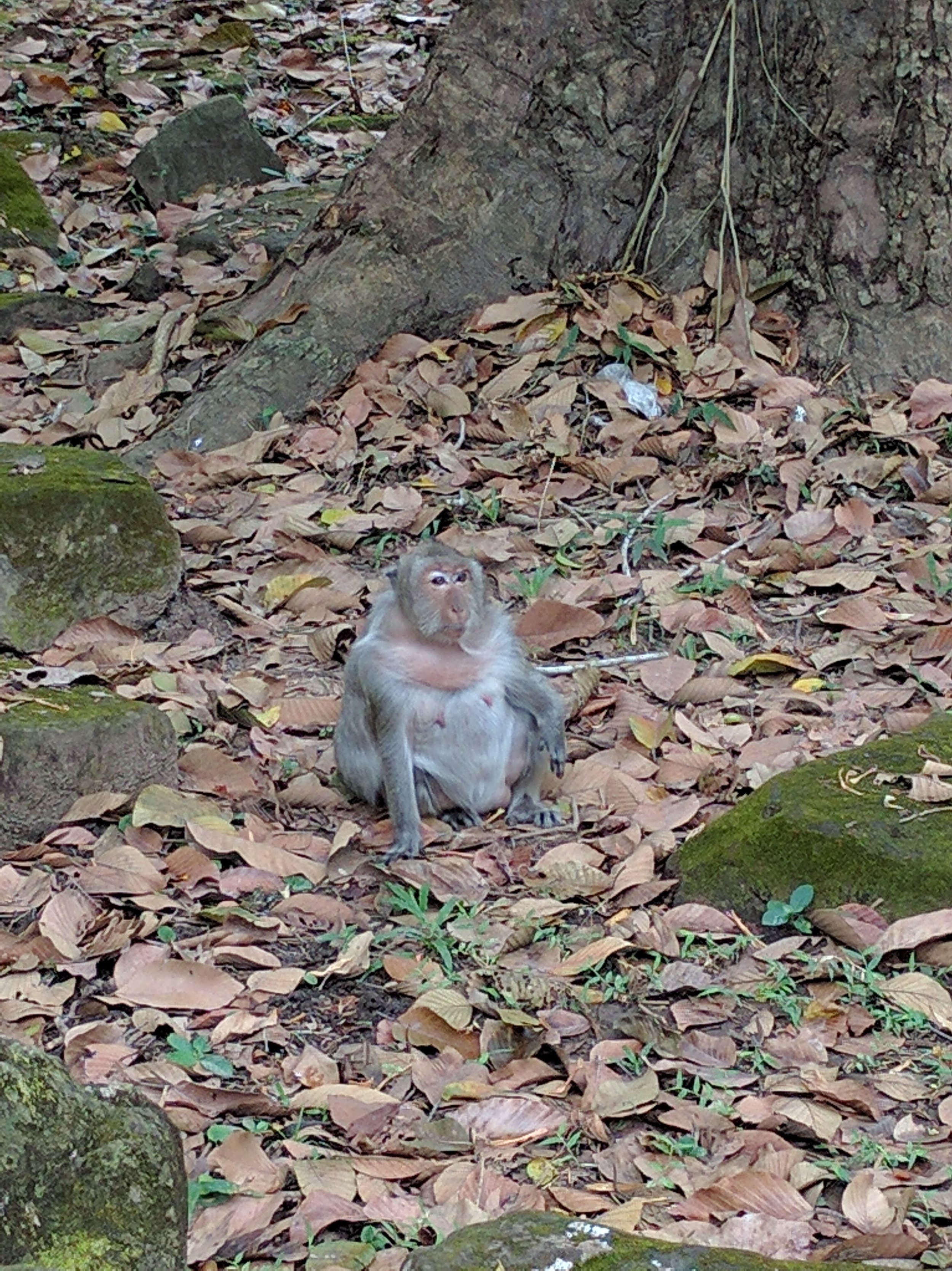 monkeys around the angkor thom area