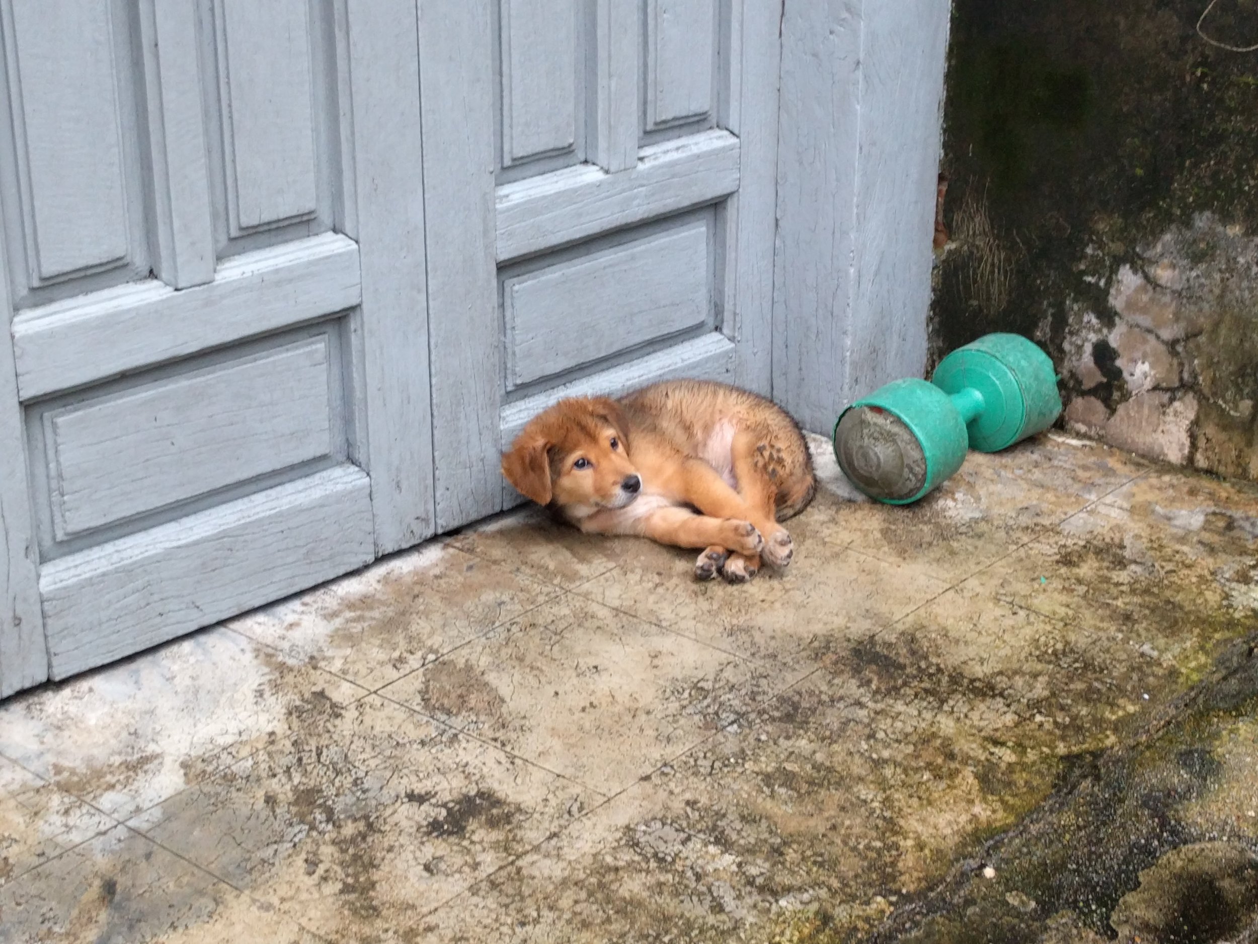 cute puppy hanging out at the mausoleum!