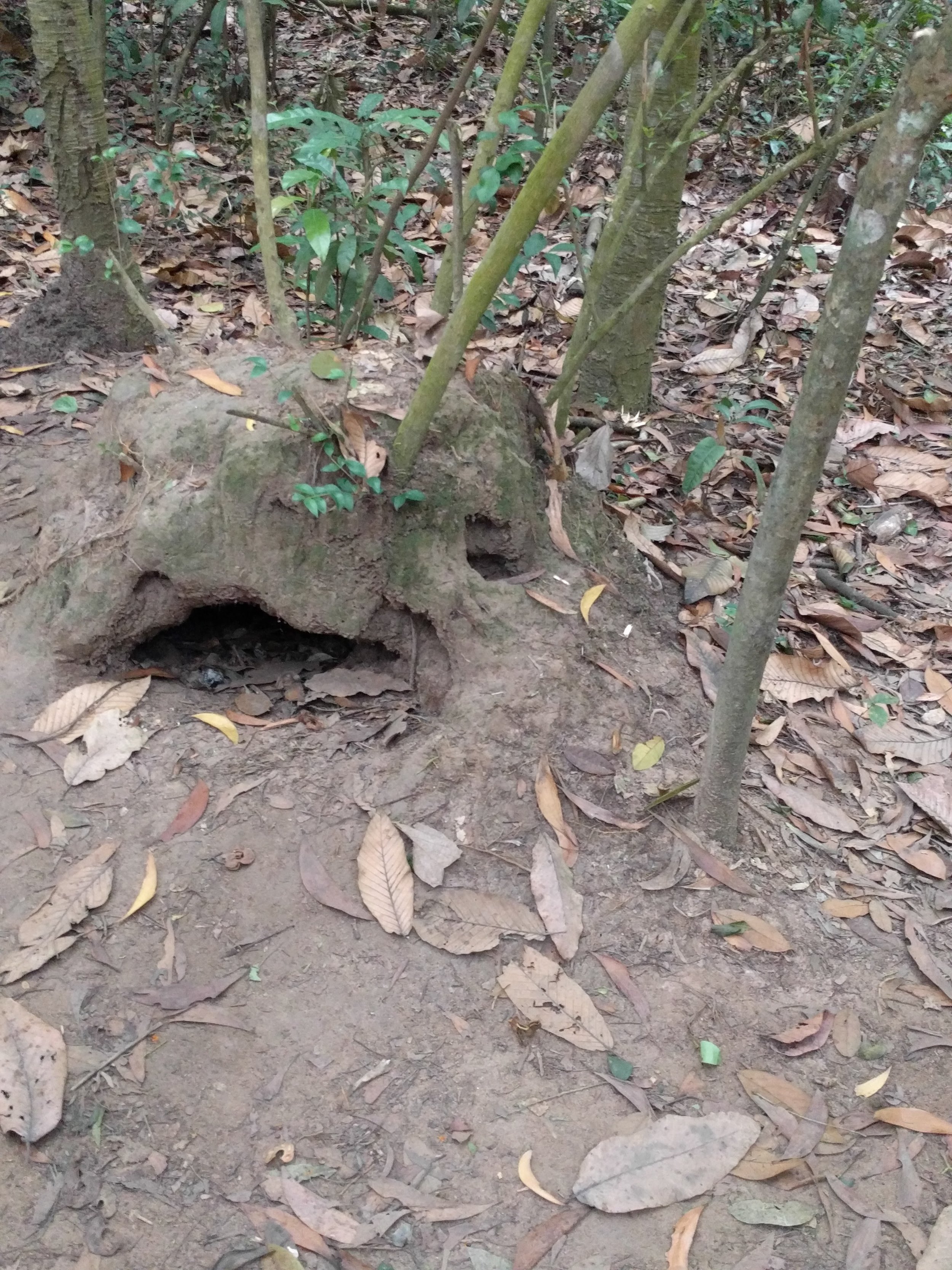 Air hole disguised as termite mound