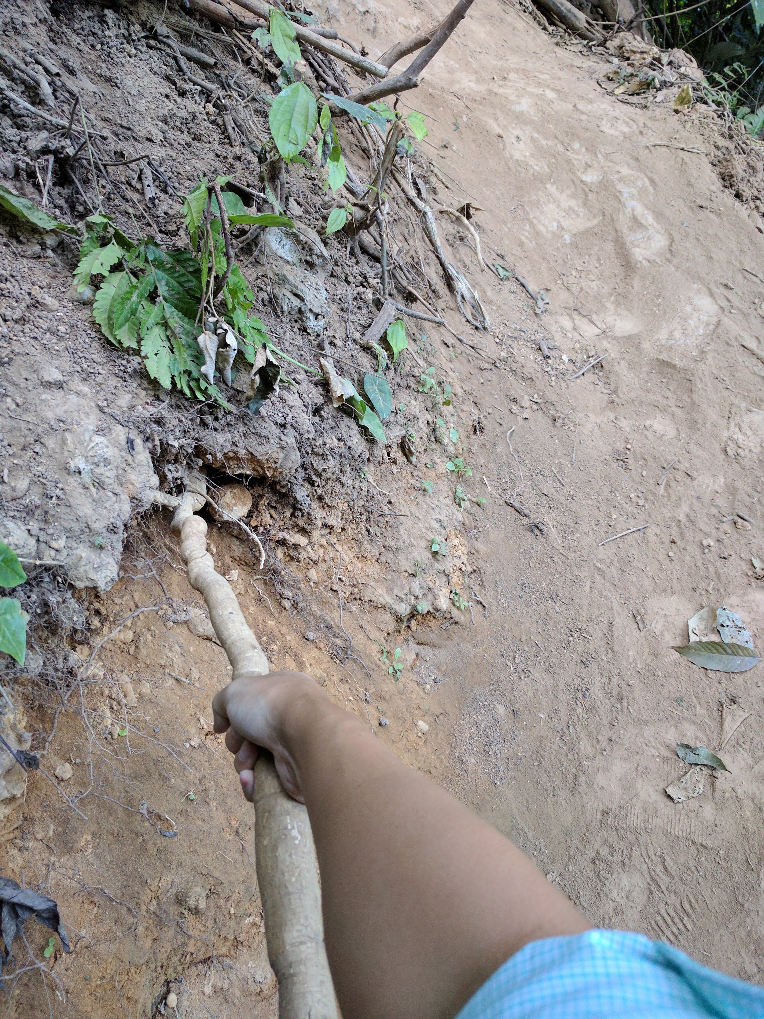 getting down... by tree root