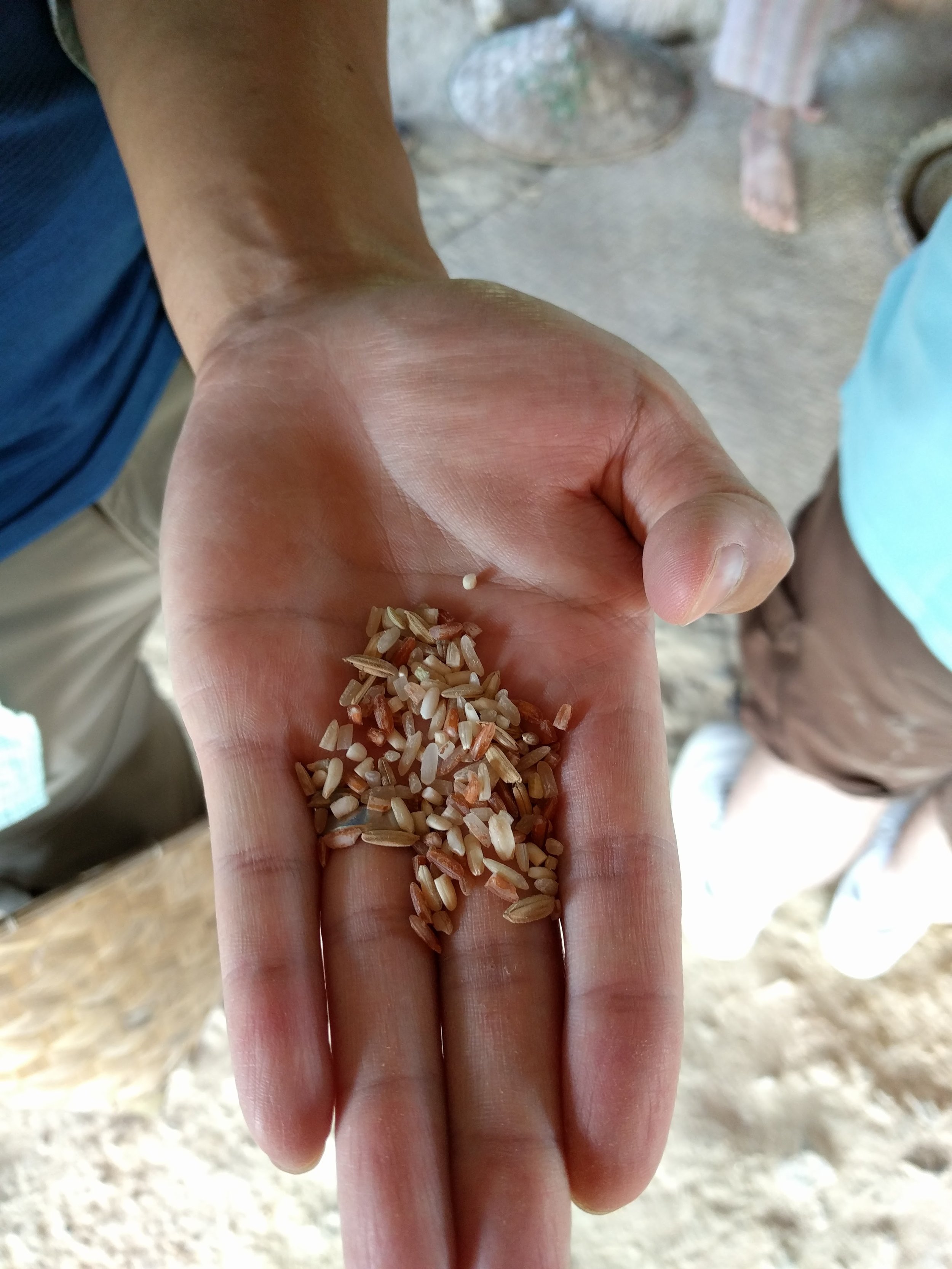 broken rice