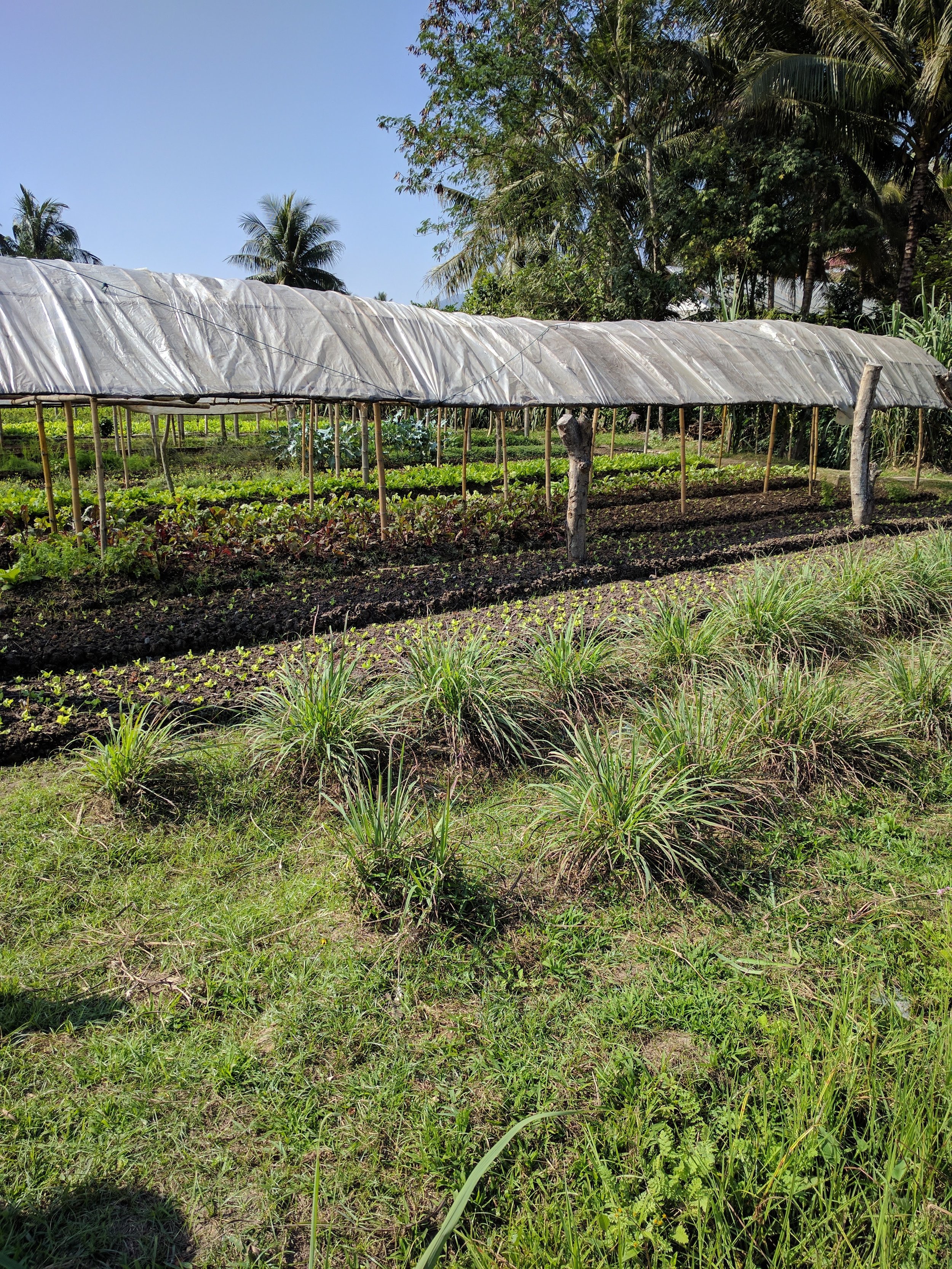 the gardens
