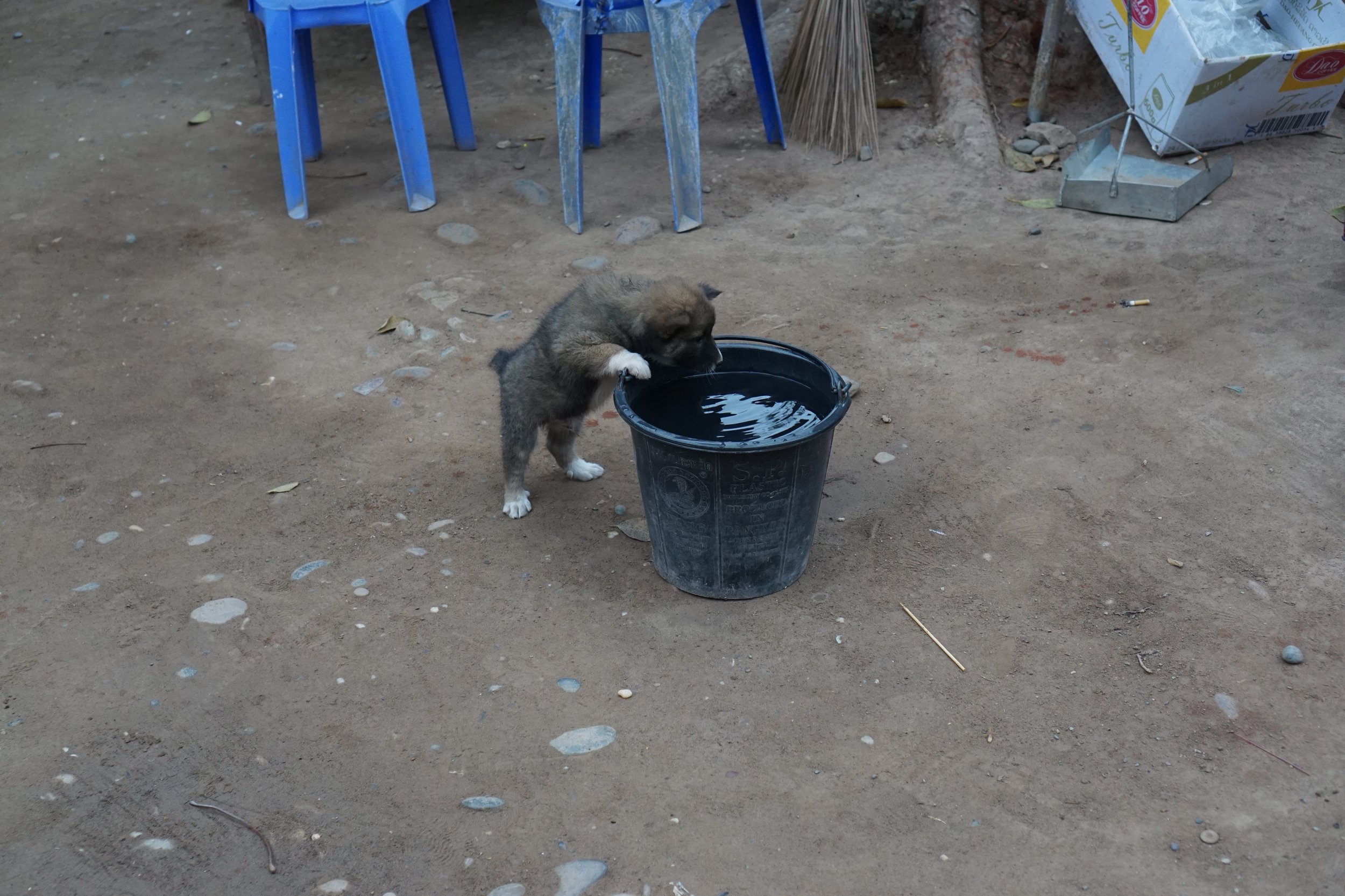 so many puppies