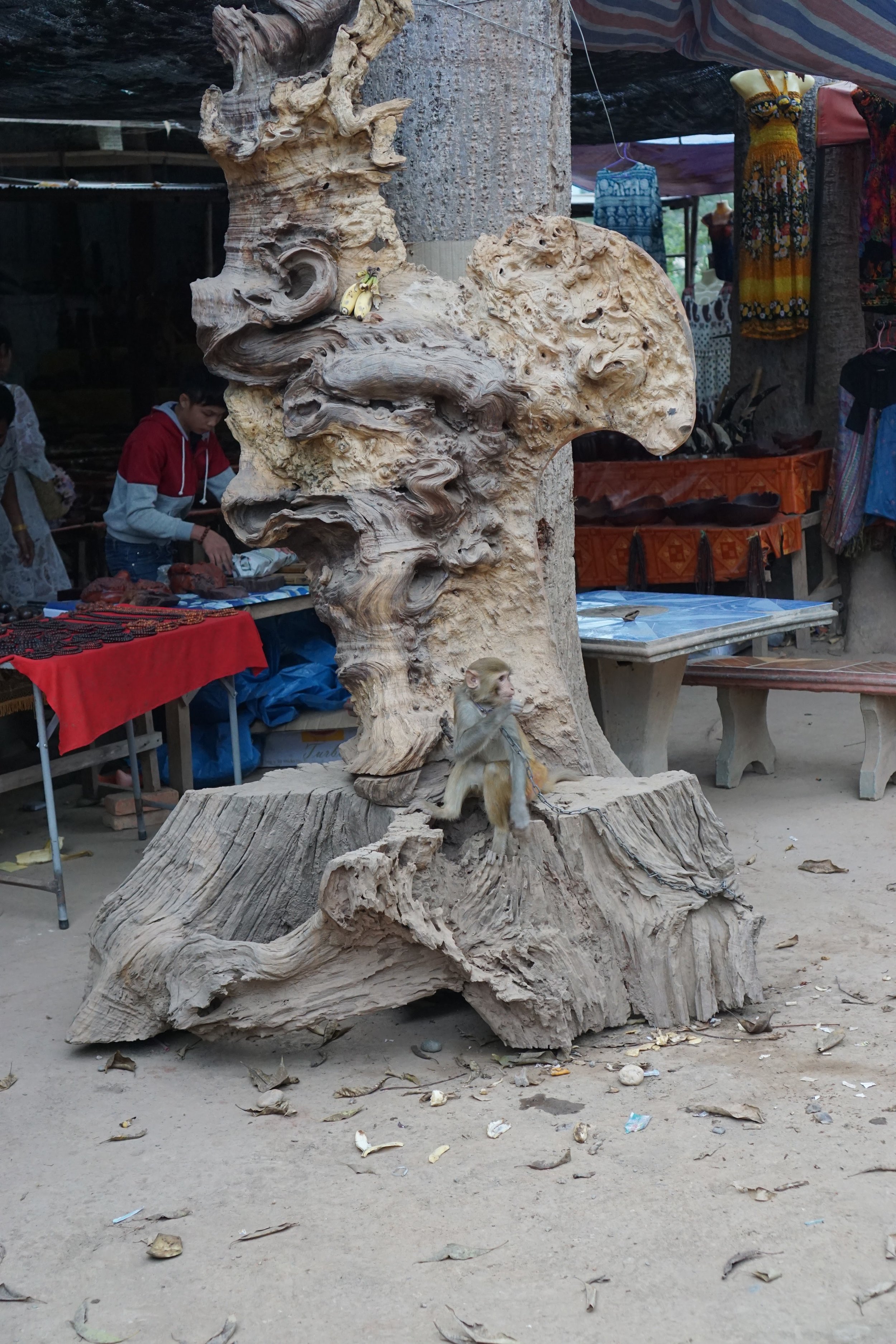 sad monkey chained to a tree