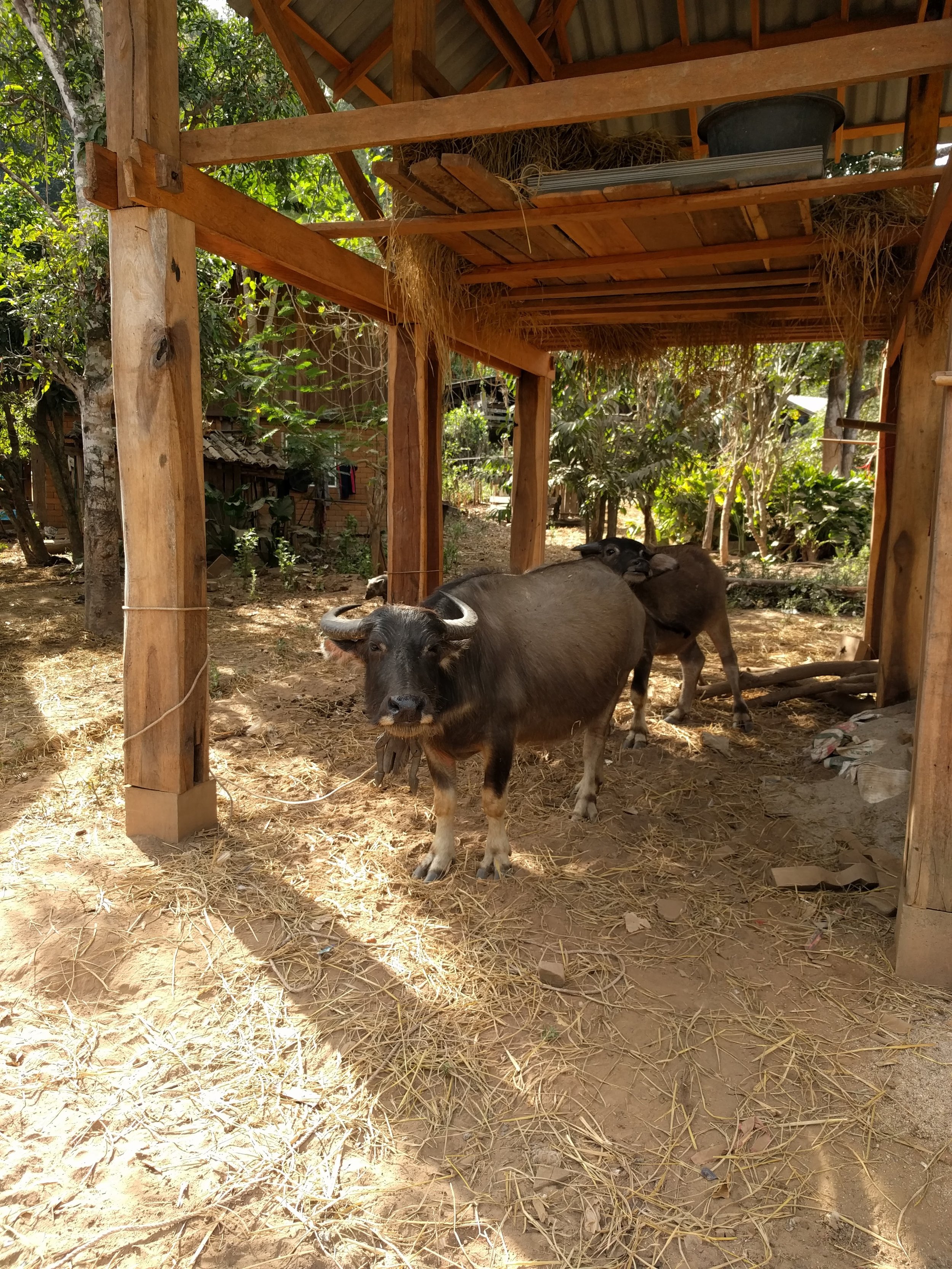 water buffalo
