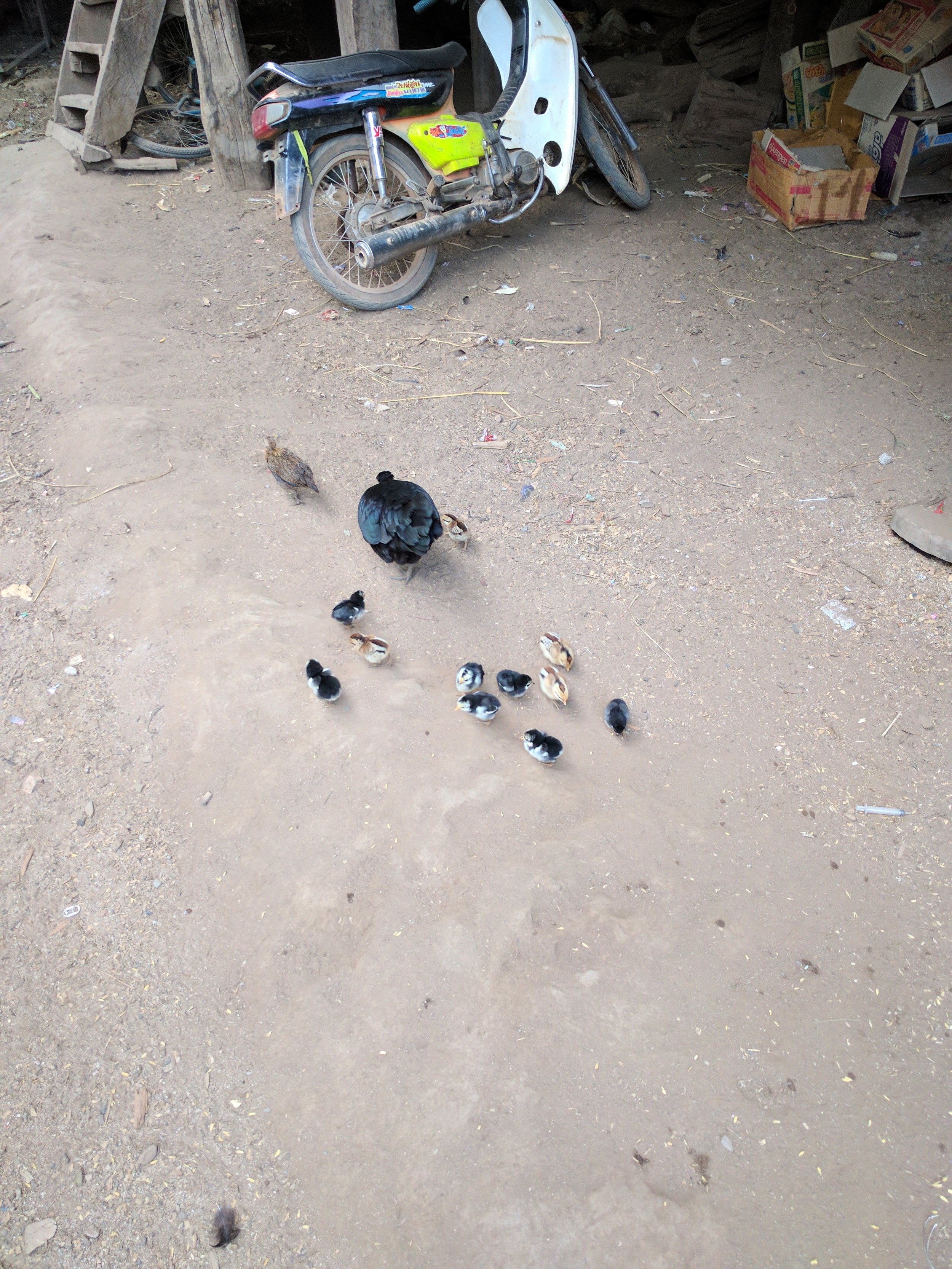chickens