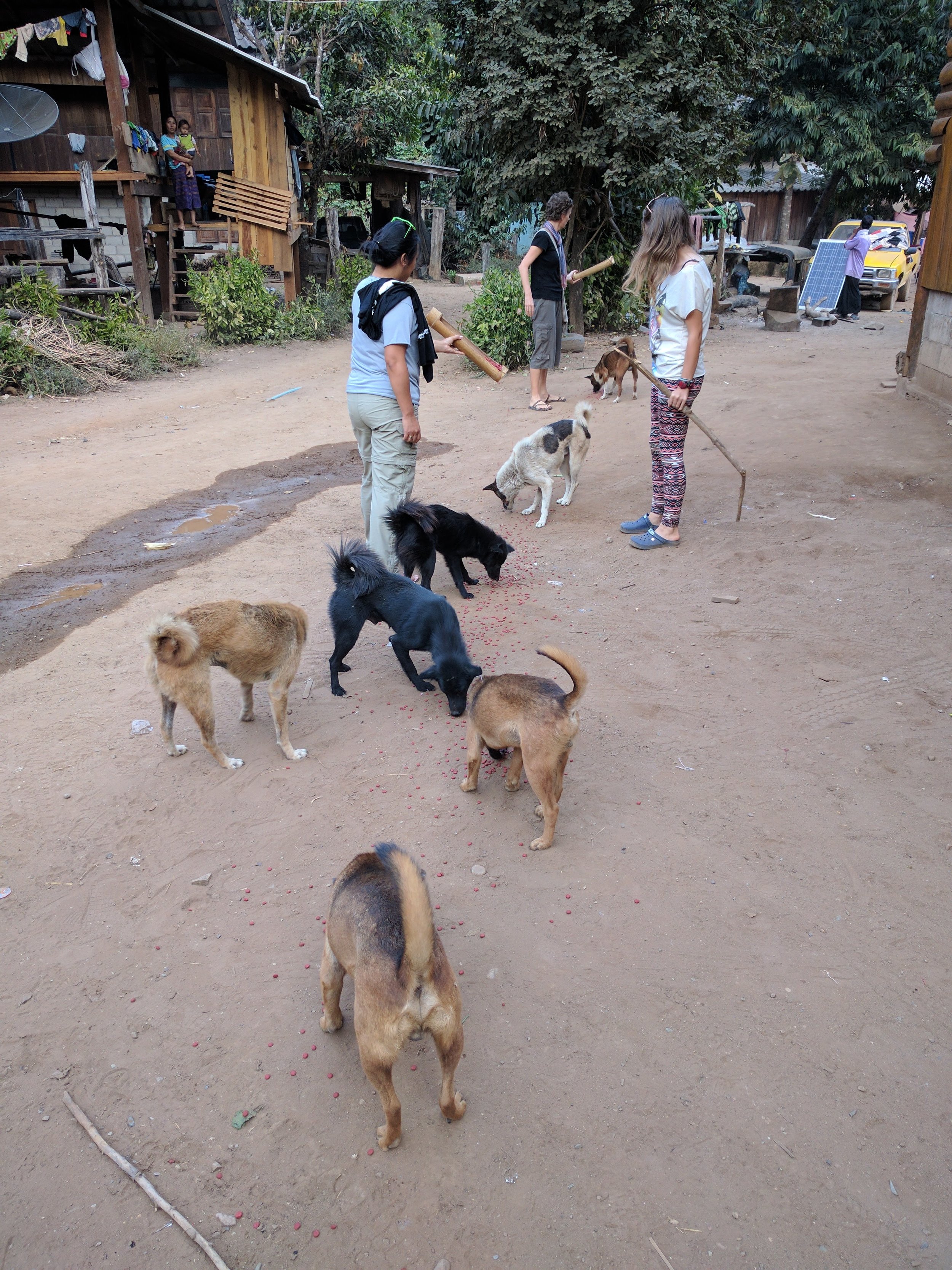 feeding the village dogs