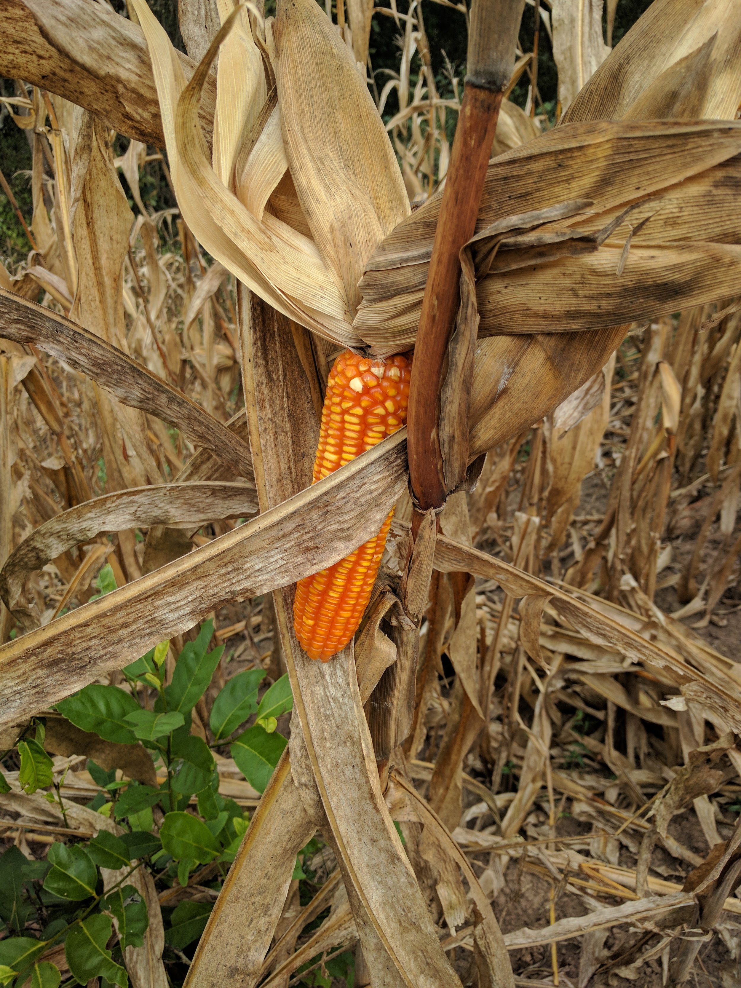 corn!
