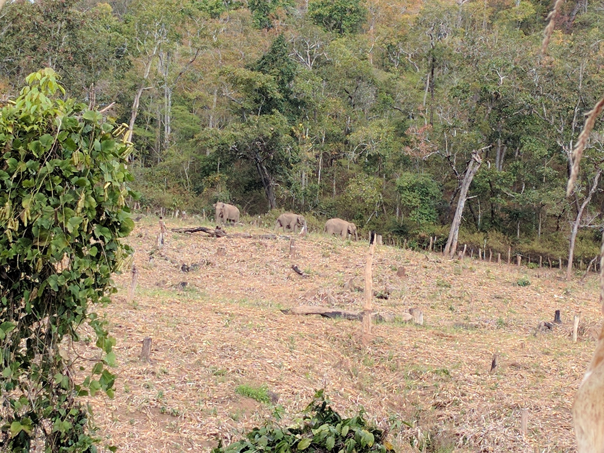 elephant sighting!